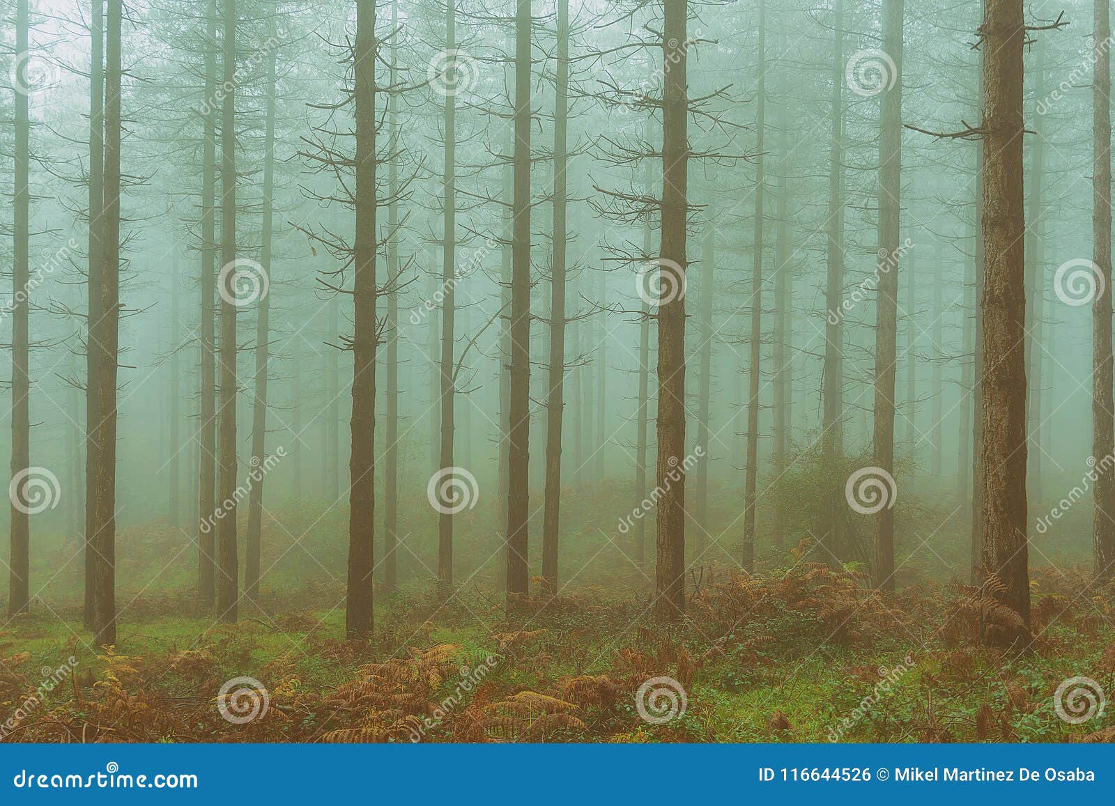 vintage conifer forest with bare tree trunks and fog