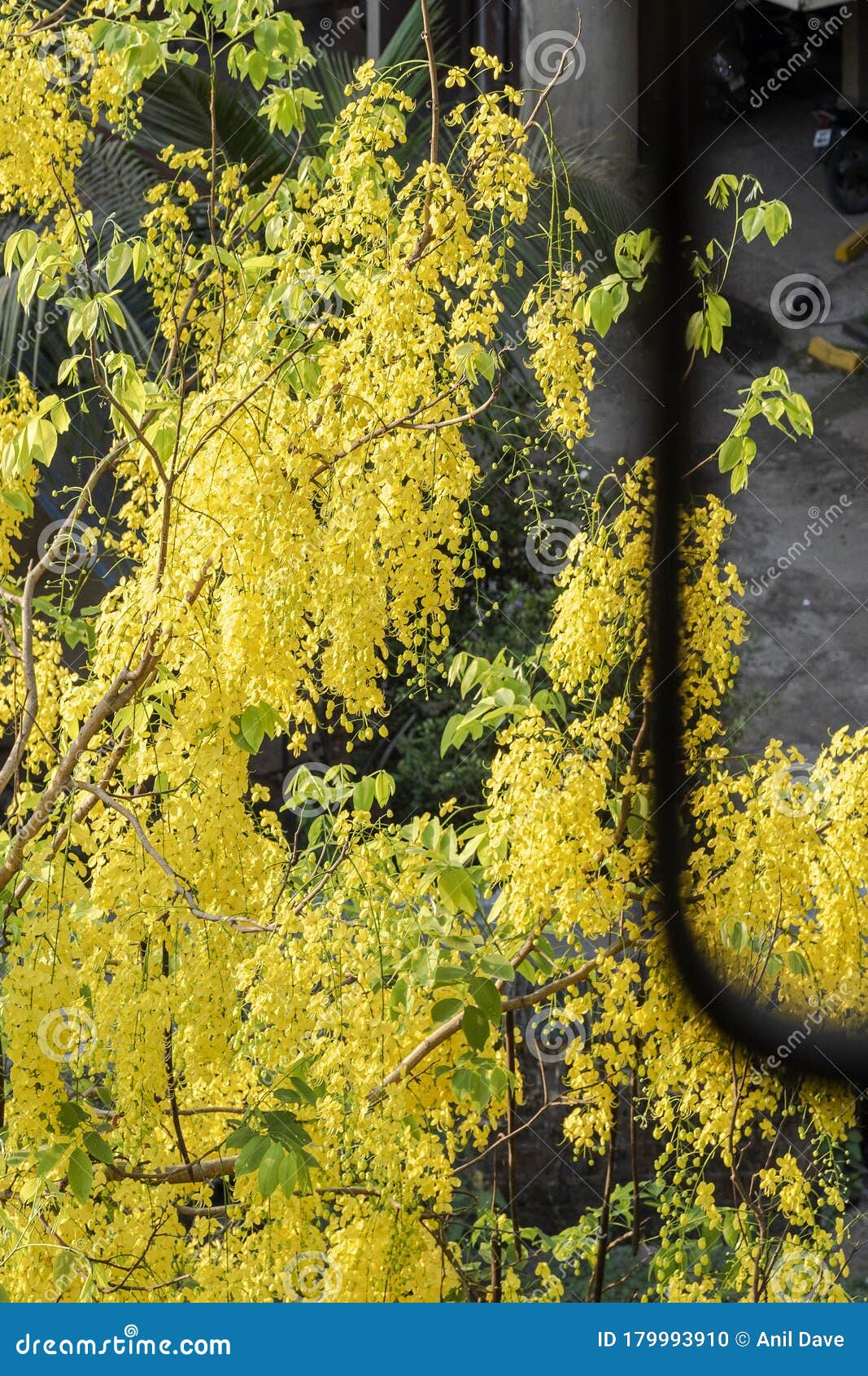 assia fistula; golden rain tree; canafistula with fruit from my kitchen window grill as covid 19 lockdown kalyan 