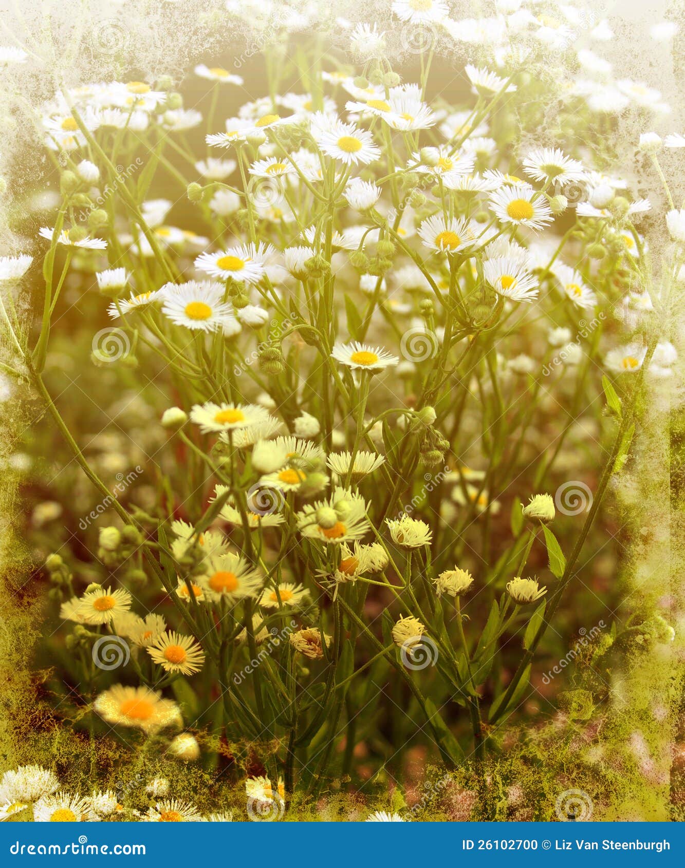 Vintage Daisies stock photo. Image of textured, plant 26102700