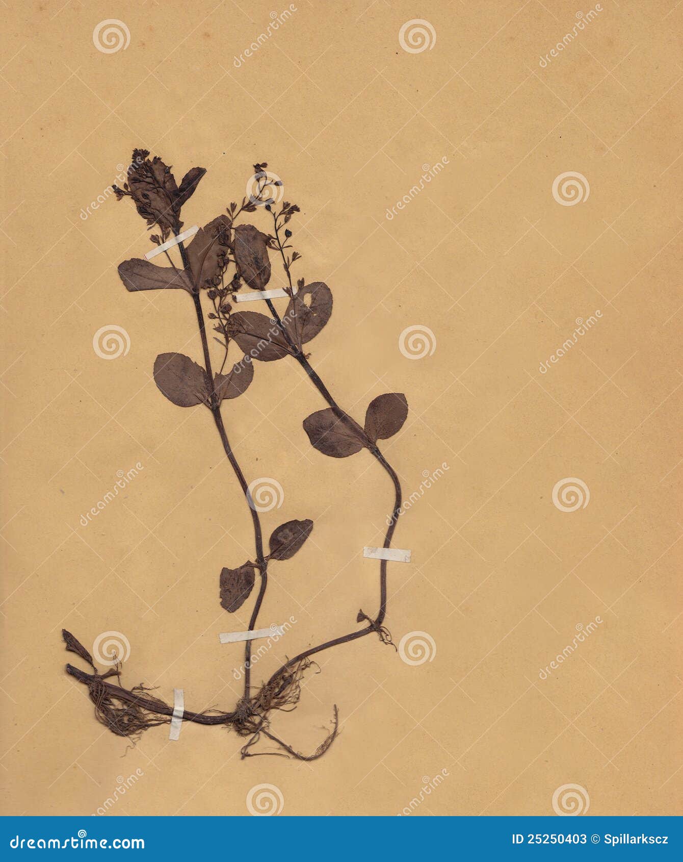 Vintage Dried Foliage Flower on Paper Dated 1896 Stock Image Image of