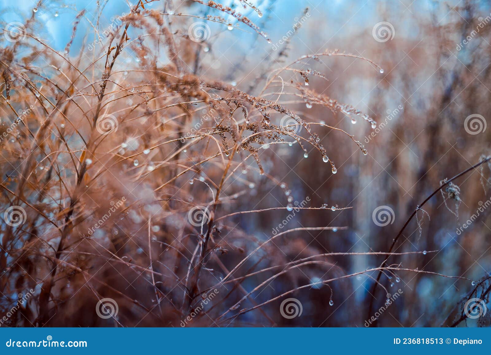 Vintage Dry Flowers Closeup. Aesthetic Toned Nature Landscape Background  Stock Image - Image of field, blue: 236818513