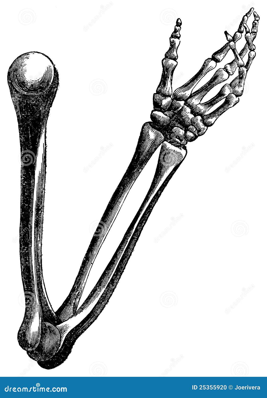 vintage engraving of arm bones on white