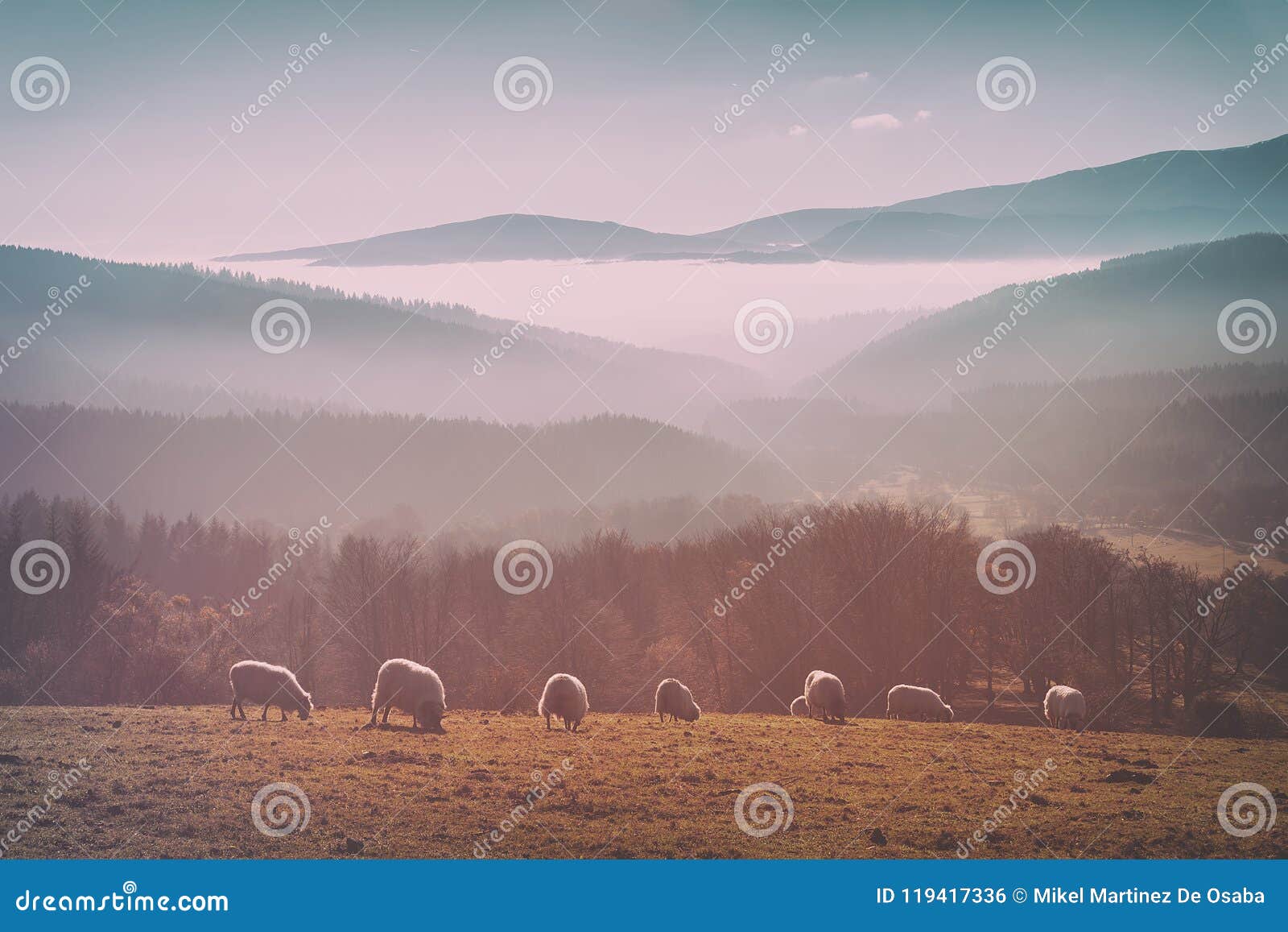 vintage flock of sheep