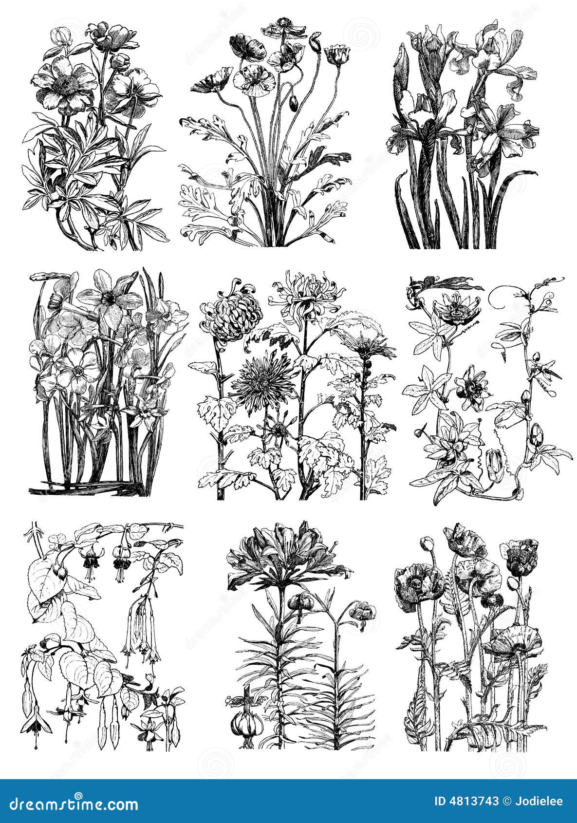 Ботанические зарисовки чб