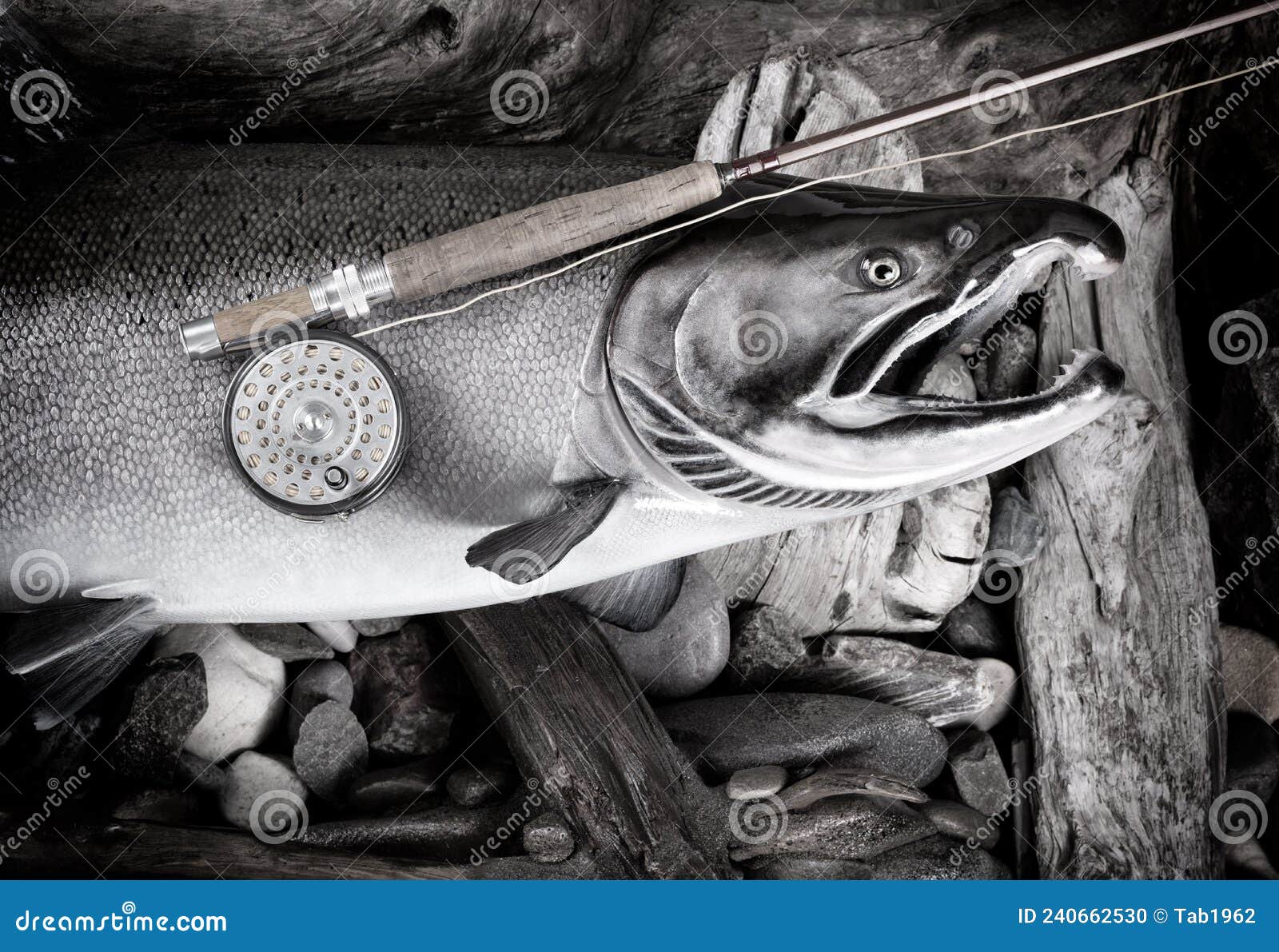 Vintage Fly Fishing Equipment on Large Salmon in Riverbed Setting