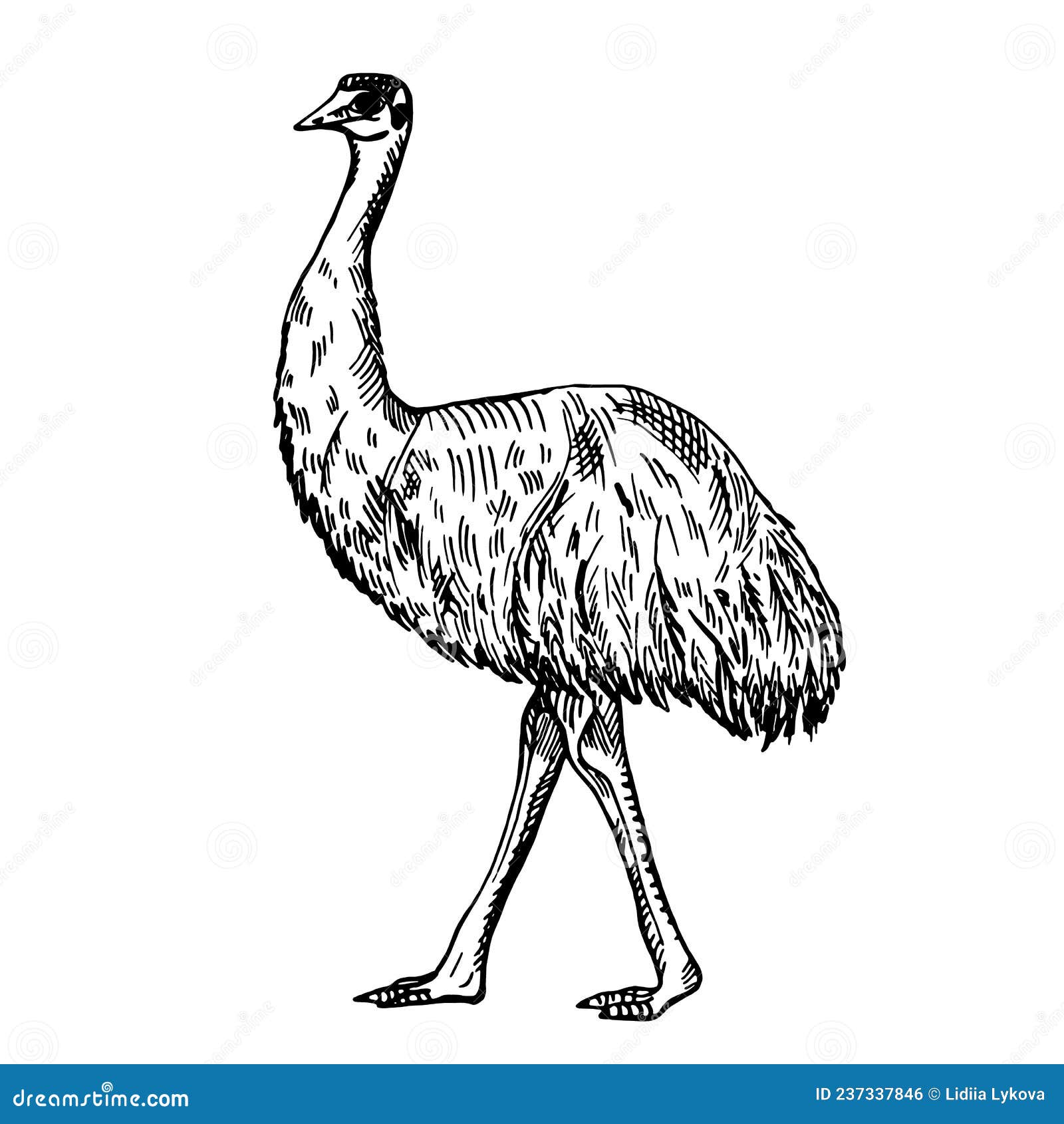 vintage  of emu on  white background.  skerch animal from australian