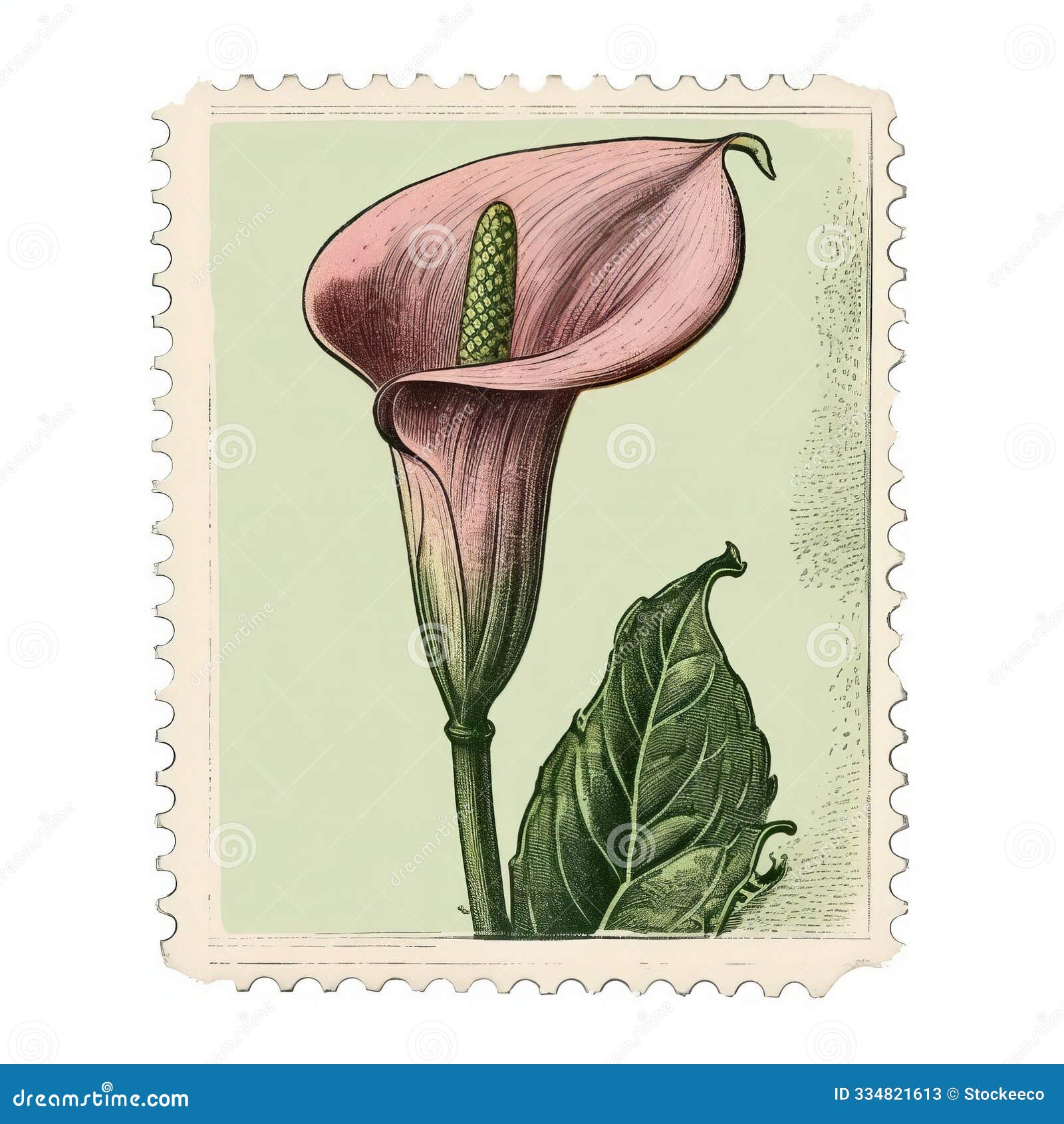 vintage  old print stamp of calla lily engraving