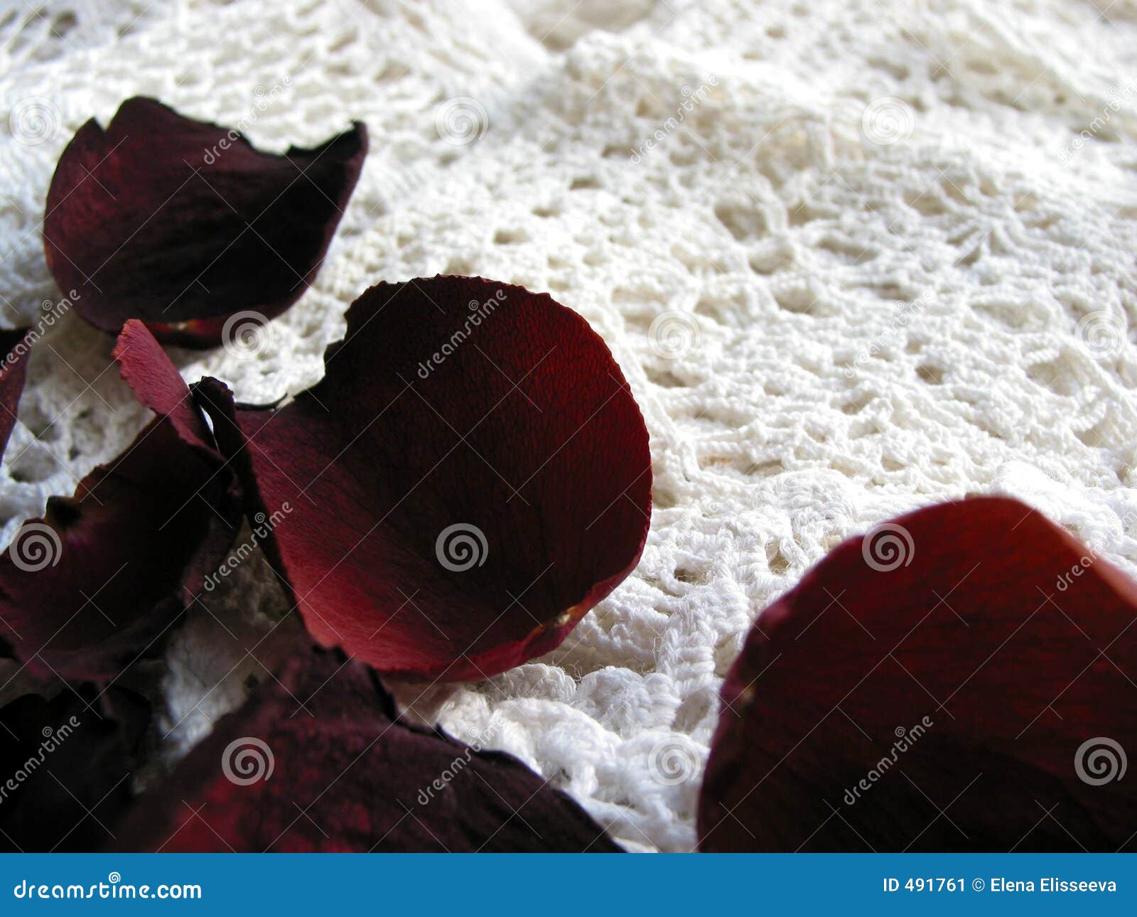Vintage Lace with Dry Rose Petals Stock Image Image of rose, retro