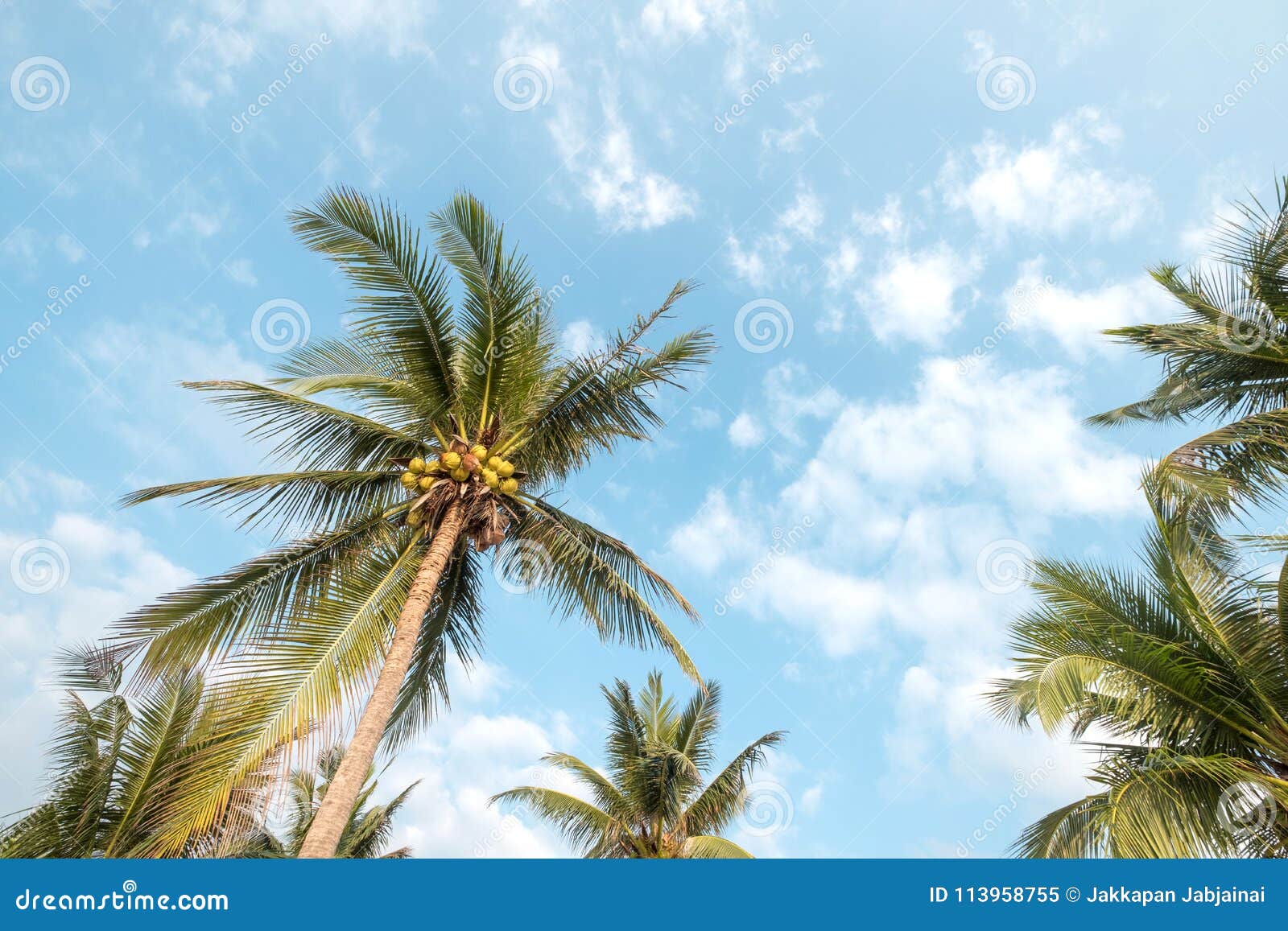 Coconut Palm Tree on Tropical Beach Blue Sky with Sunlight of Morning ...