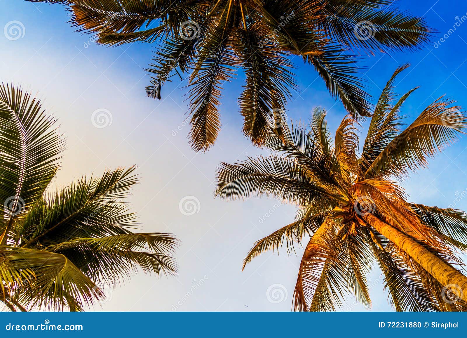 Vintage Palm tree stock photo. Image of beach, tropical - 72231880