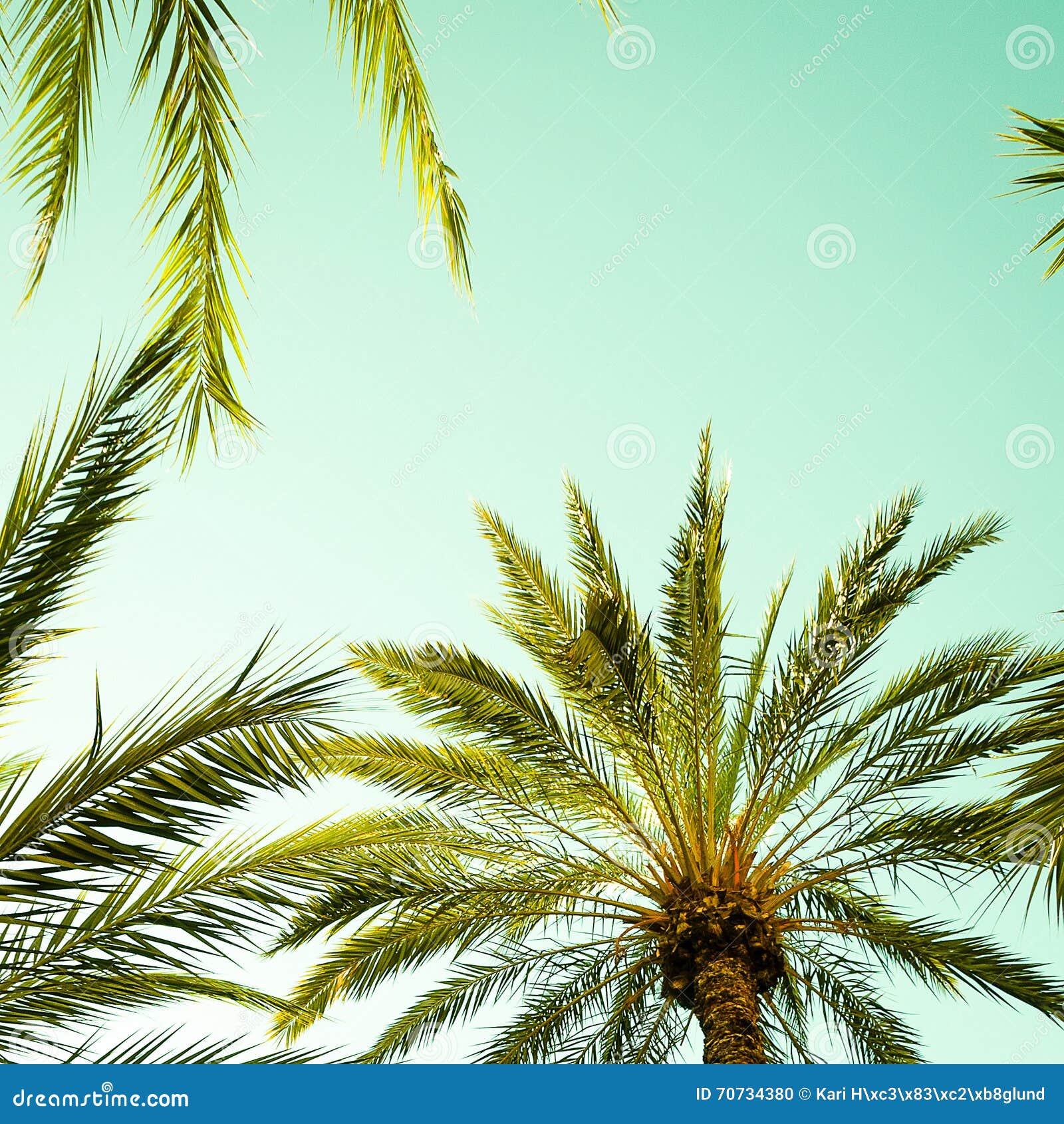Vintage Palm Tree and Palm Leafs Against the Sky Stock Photo - Image of ...