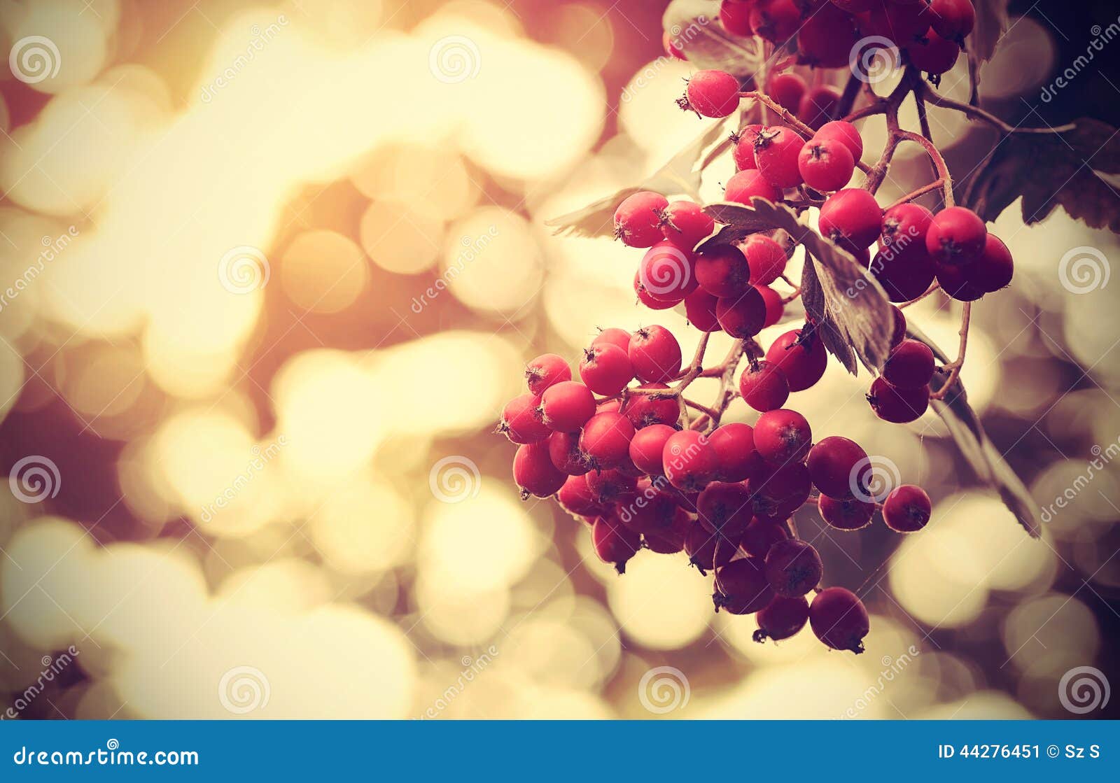 Vintage Photo of a Red Berries Stock Image Image of cranberry, branch