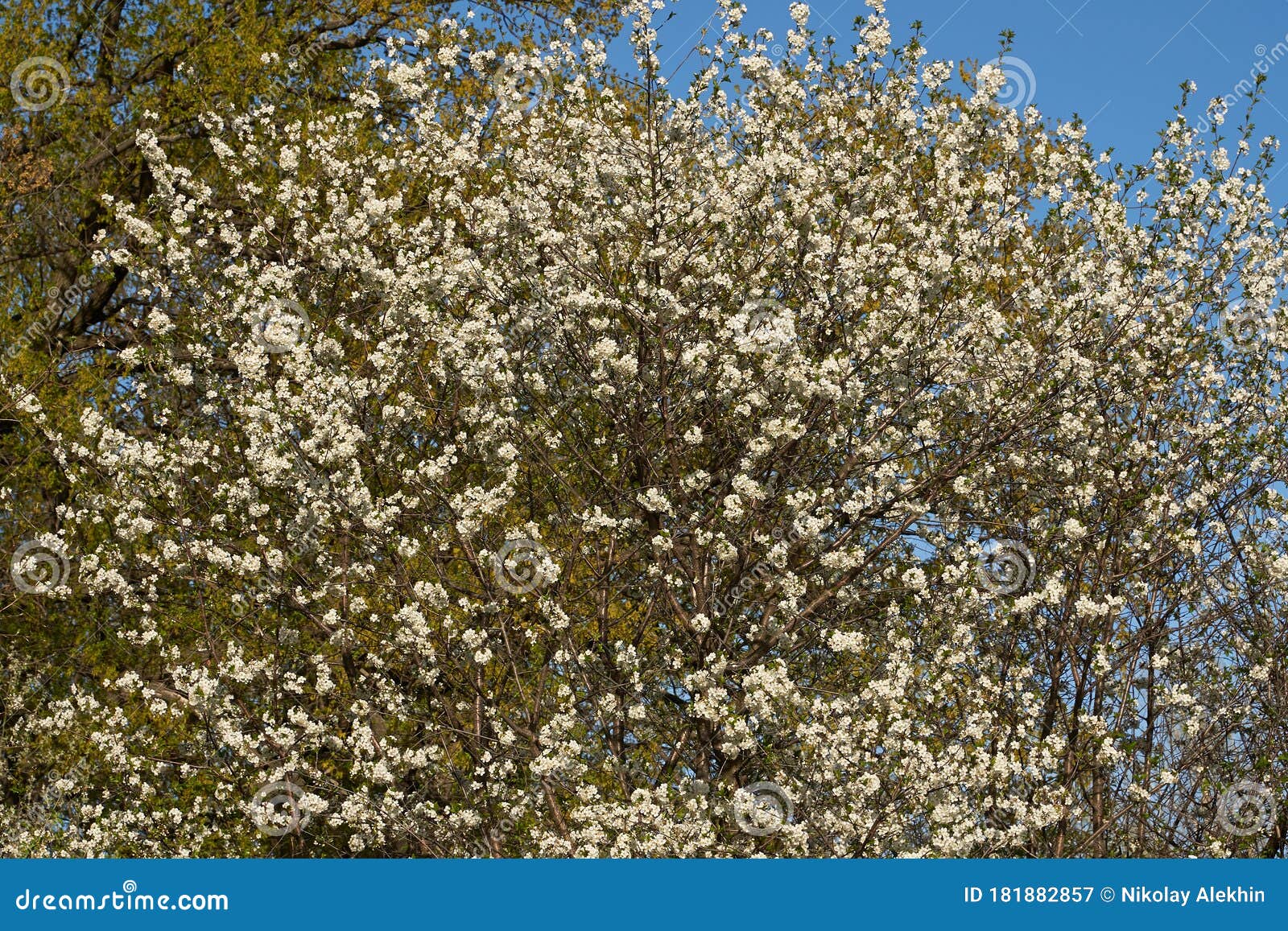 Vintage Photo Of A White Cherry Blossom And Apple Tree In Spring A vintage-photo-of-a-white-cherry-blossom-and-apple-tree-in-spring-a
