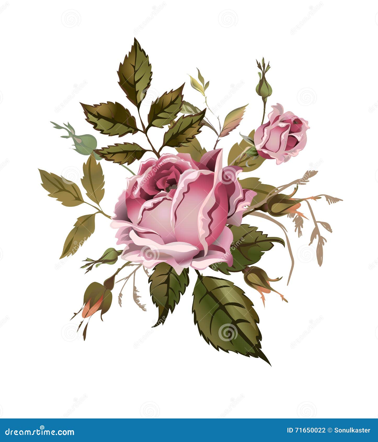 Vintage Pink Rose. Isolated on White Stock Vector - Illustration of ...