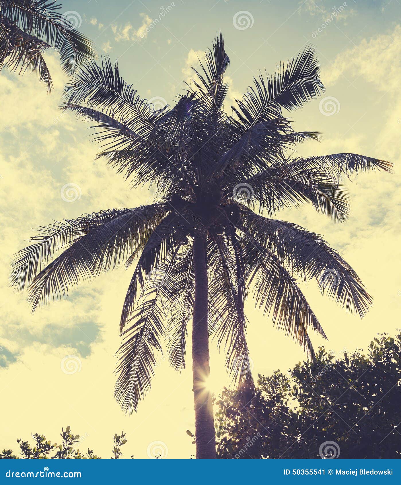Download Vintage Retro Filtered Picture Of Palm Tree At Sunset ...