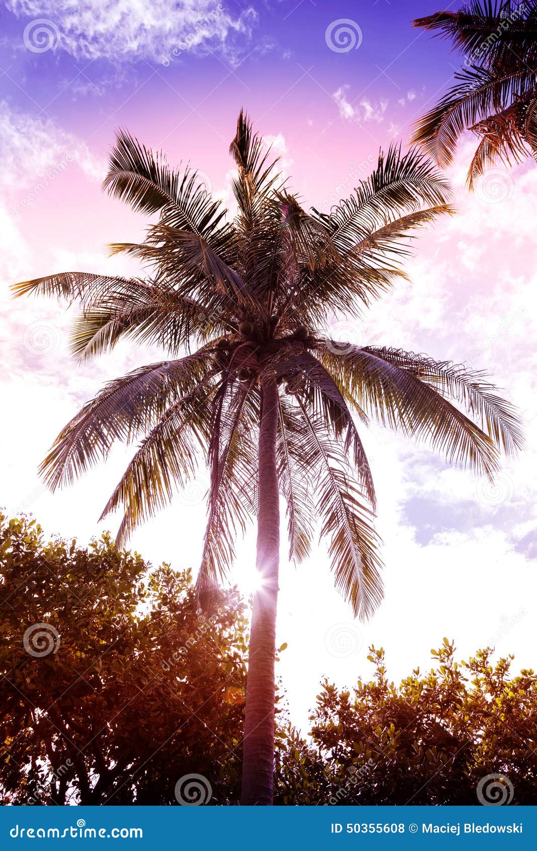 Download Vintage Retro Filtered Picture Of Palm Tree At Sunset ...