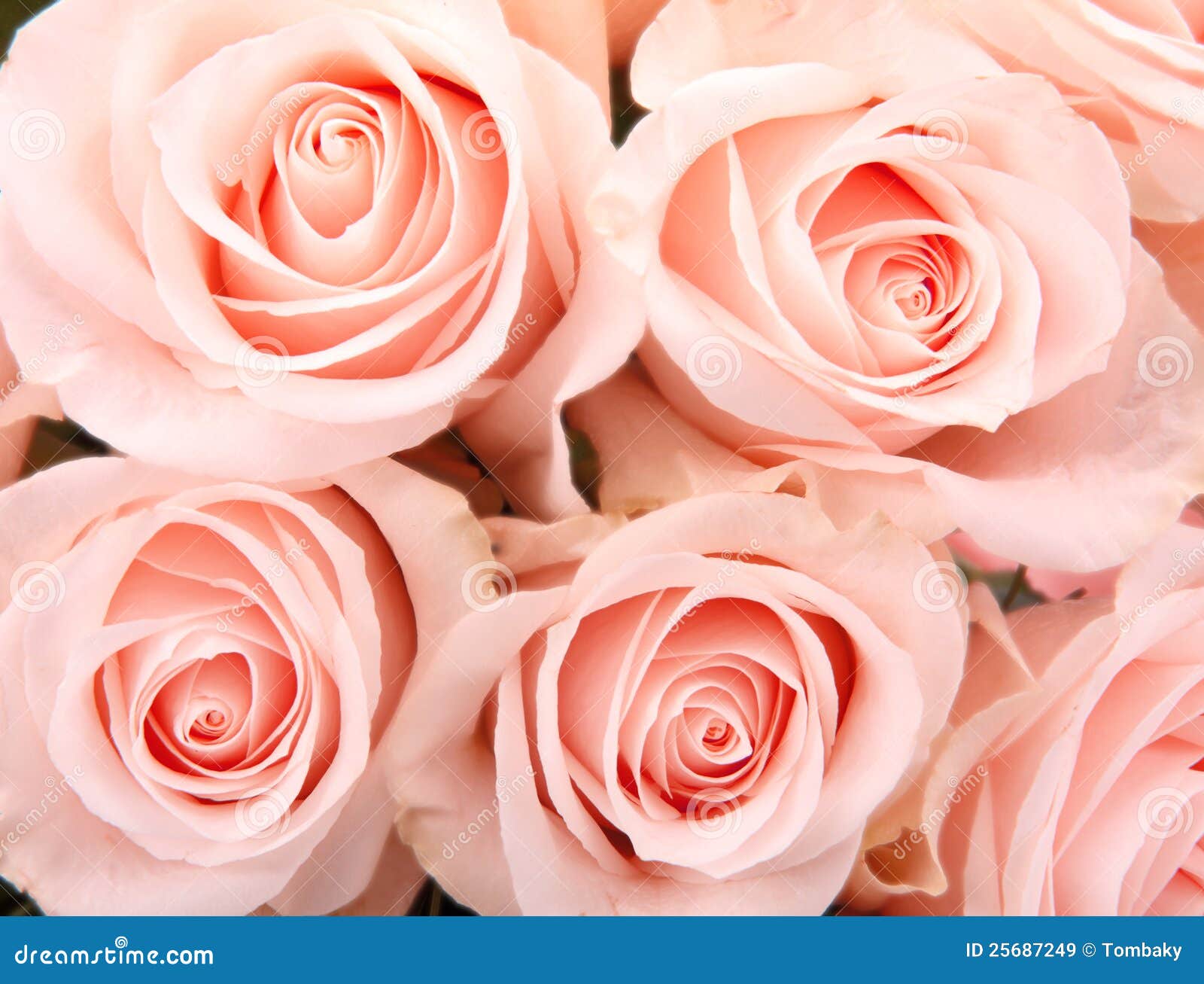 Vintage roses background stock image. Image of closeup - 25687249