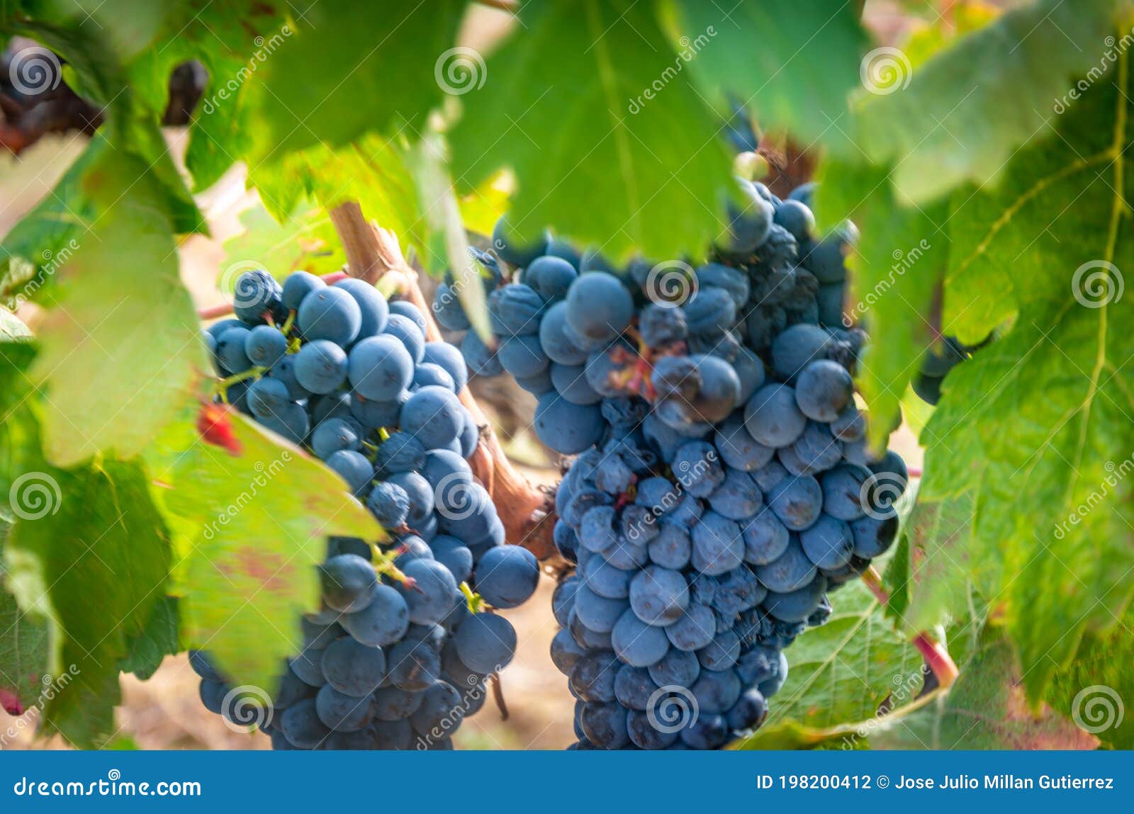 Vintage in spain stock photo. Image of vintage, leaves 198200412