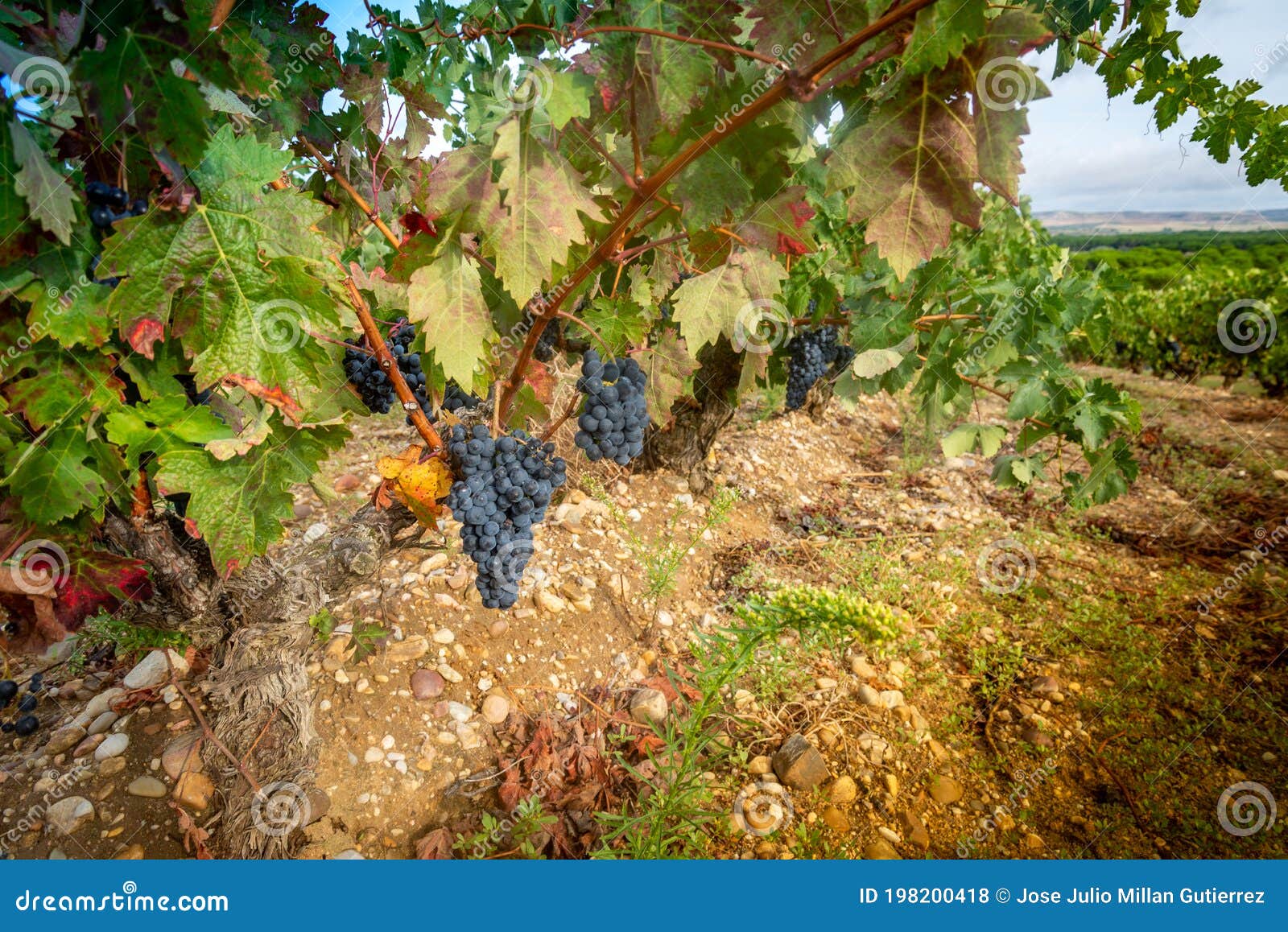 Vintage in spain stock photo. Image of vintage, fruit 198200418