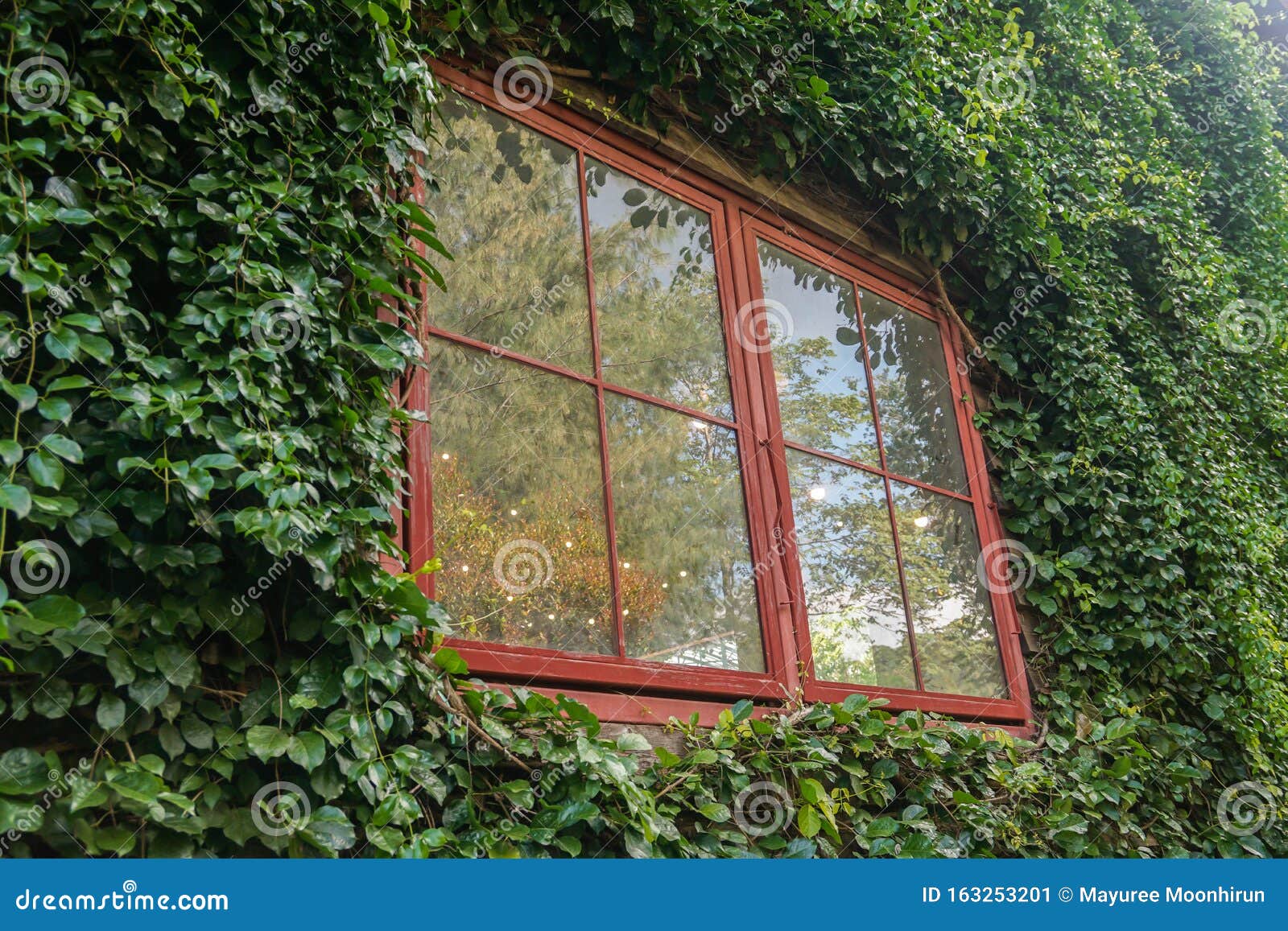 Vintage Square House Mirror with Green Climber Plants on the Wall Stock