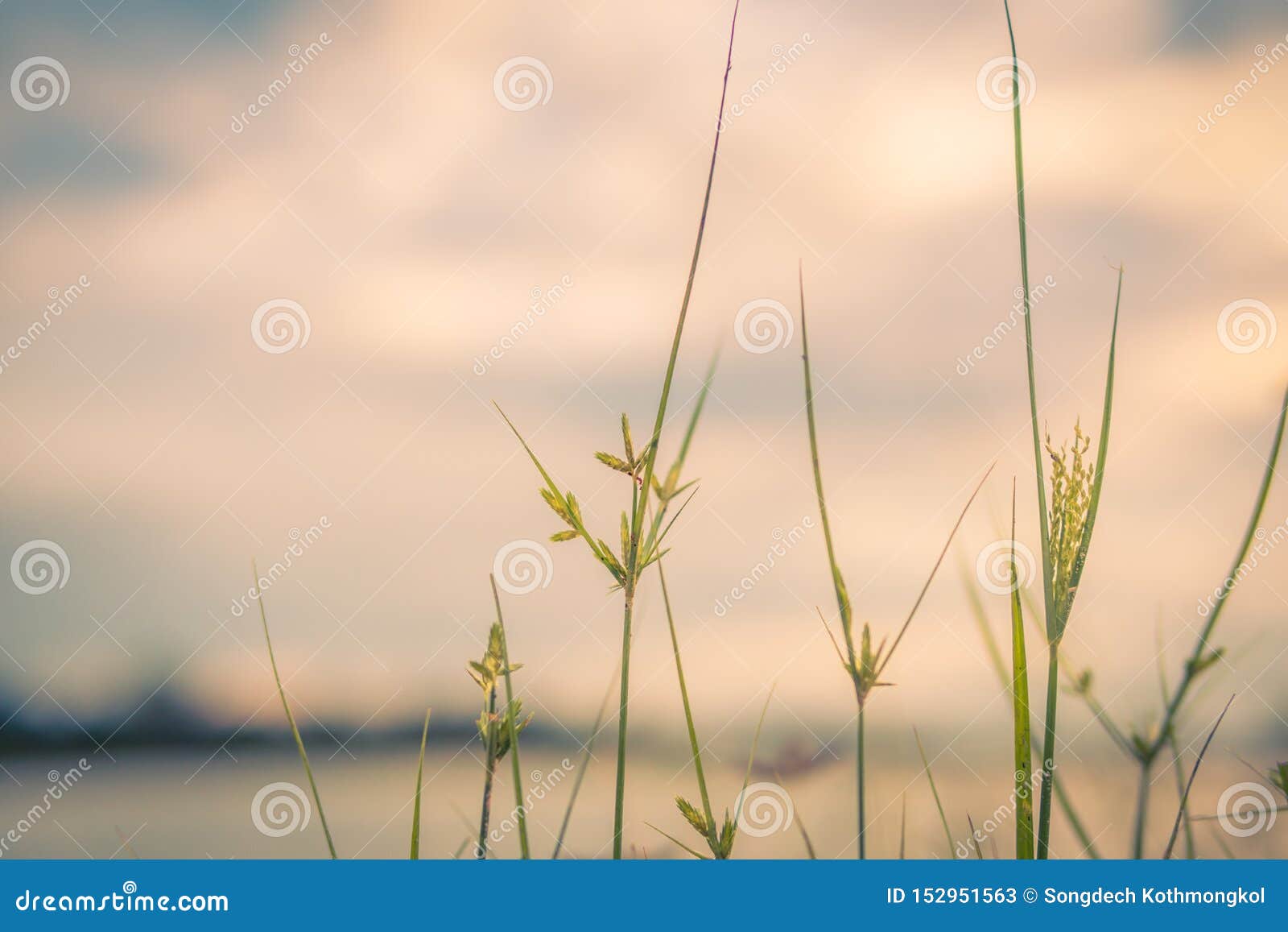 Vintage Style and Romantic Abstract Nature View of Grass Flower Stock