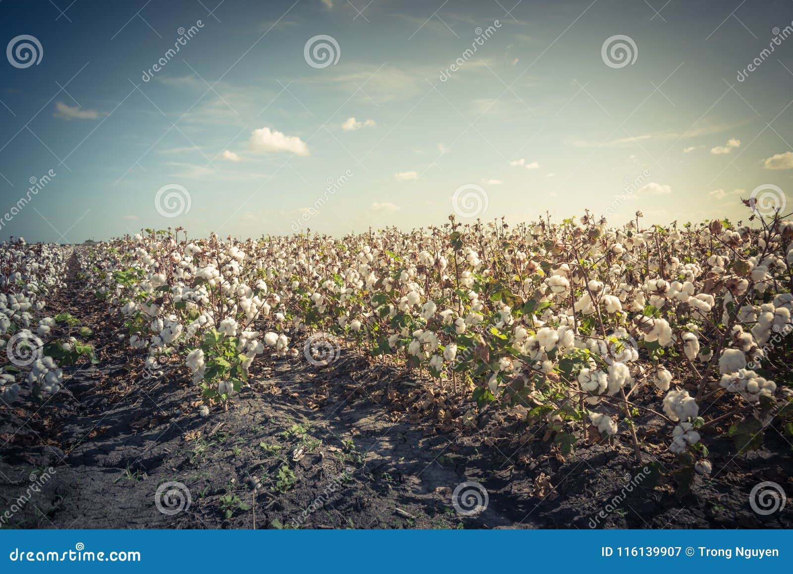 Cotton Field In Full Bloom Stock Photo, Picture and Royalty Free
