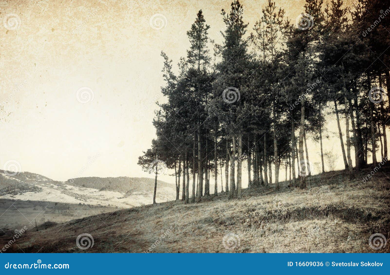 Vintage trees stock photo. Image of cloud, paper, digital 16609036