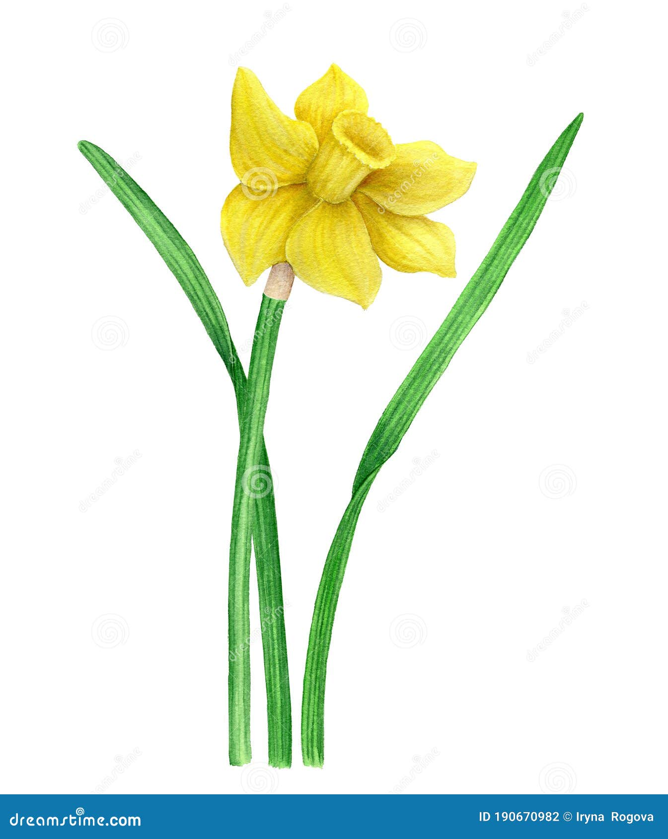 Vintage Watercolor Yellow Narcissus Botanical Illustration Stock Photo ...