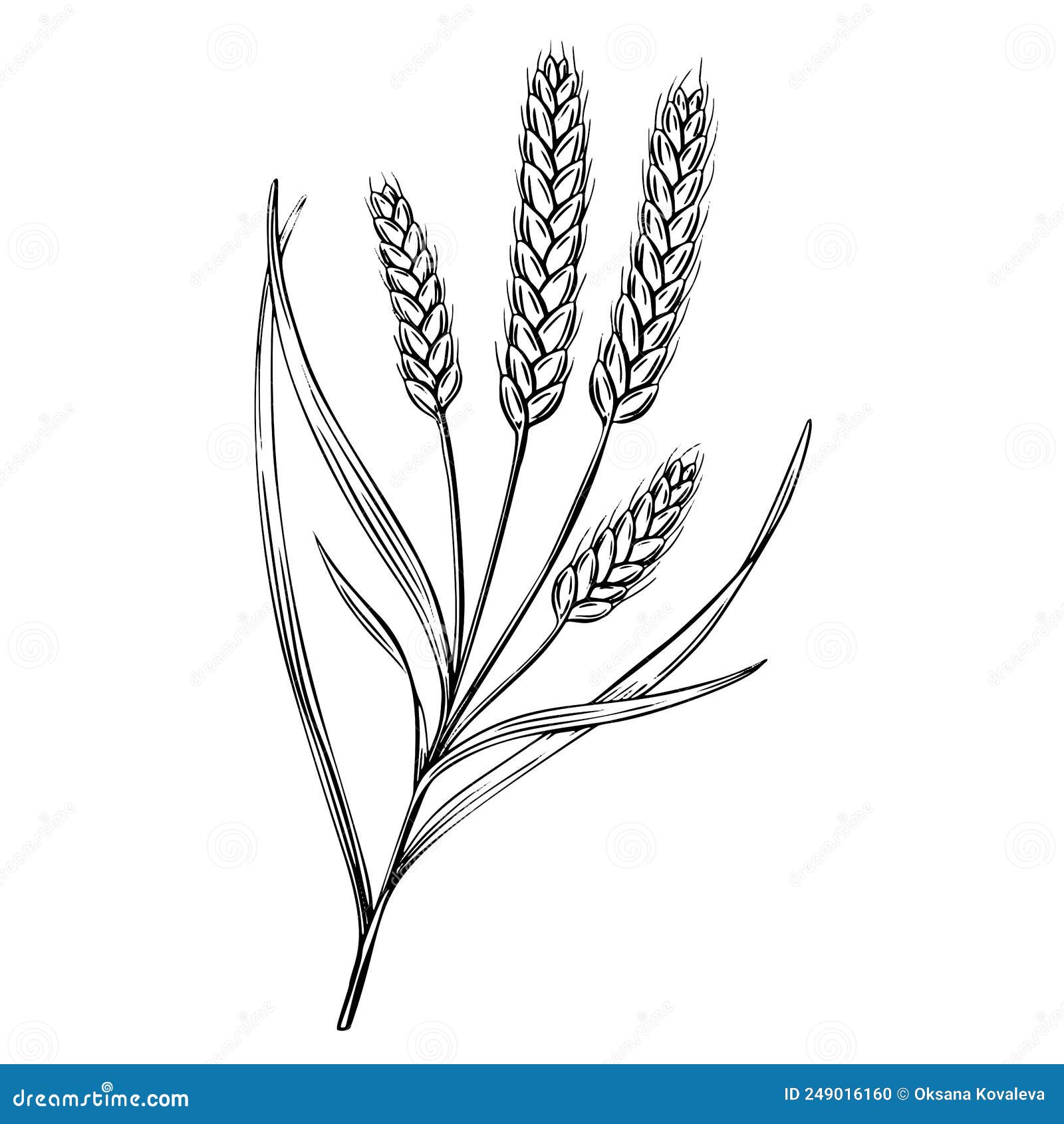 1,800+ Whole Grains Drawings Stock Illustrations, Royalty-Free Vector  Graphics & Clip Art - iStock