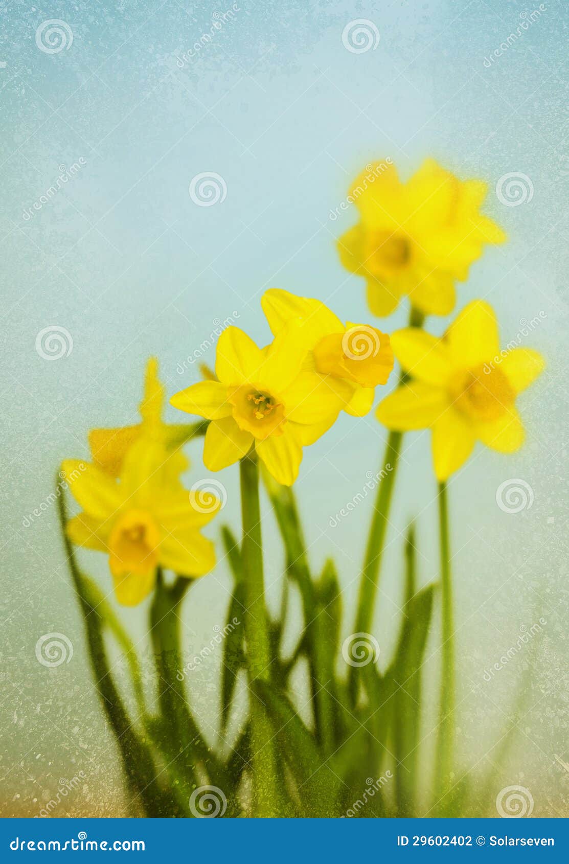 Vintage Yellow Daffodils stock photo. Image of pretty 29602402