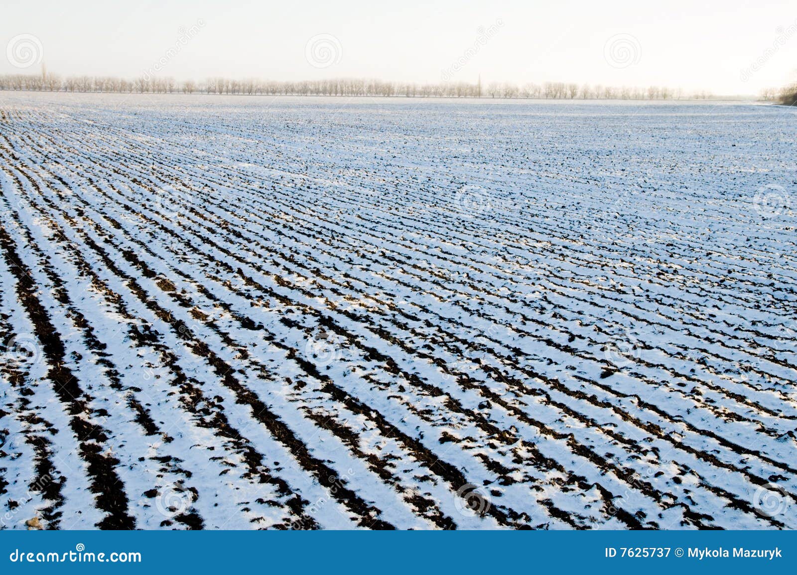 Vinter. Kultiverad fältsnow