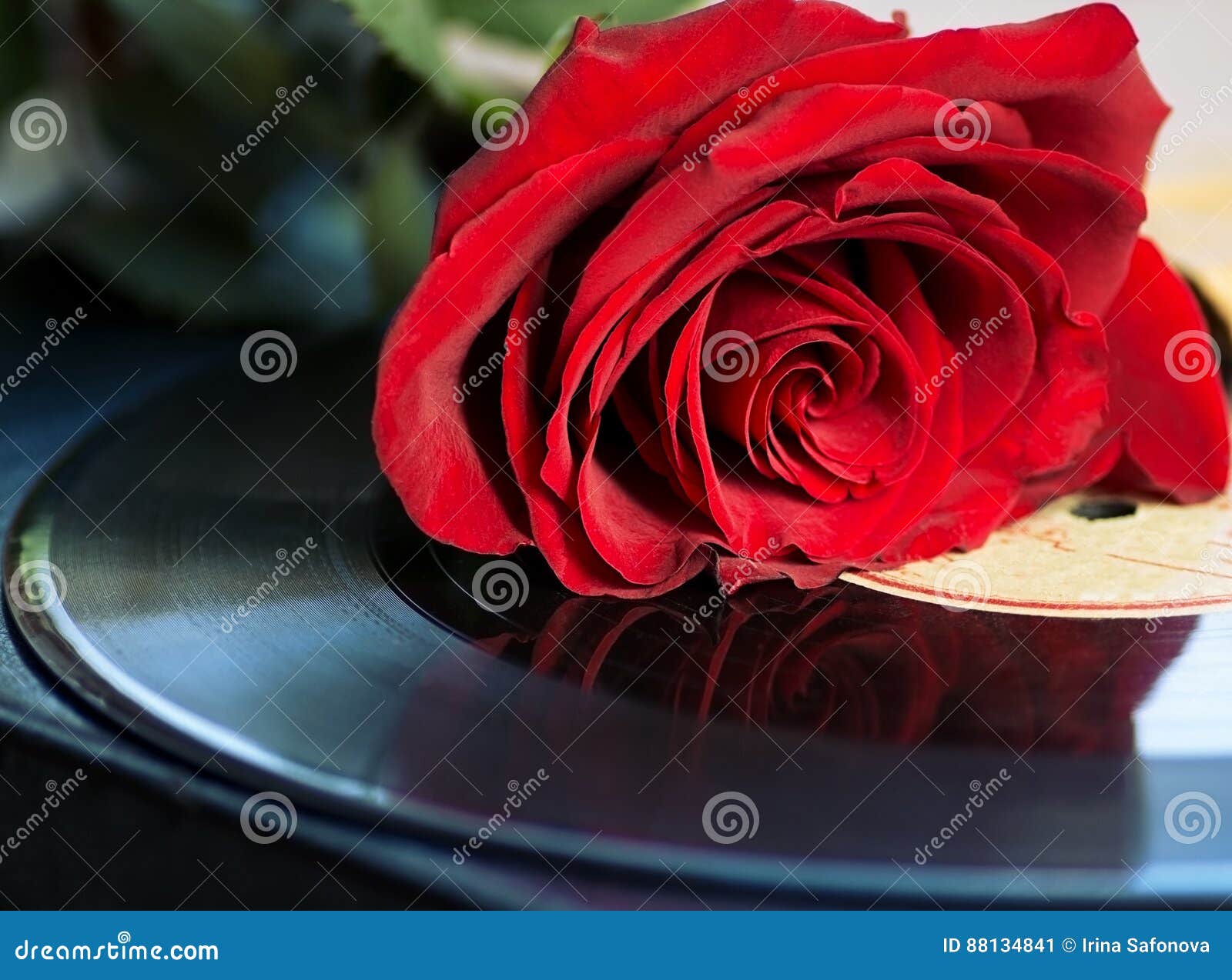 Vinyl Record Disk and a Red Rose Stock Image Image of flower, rose