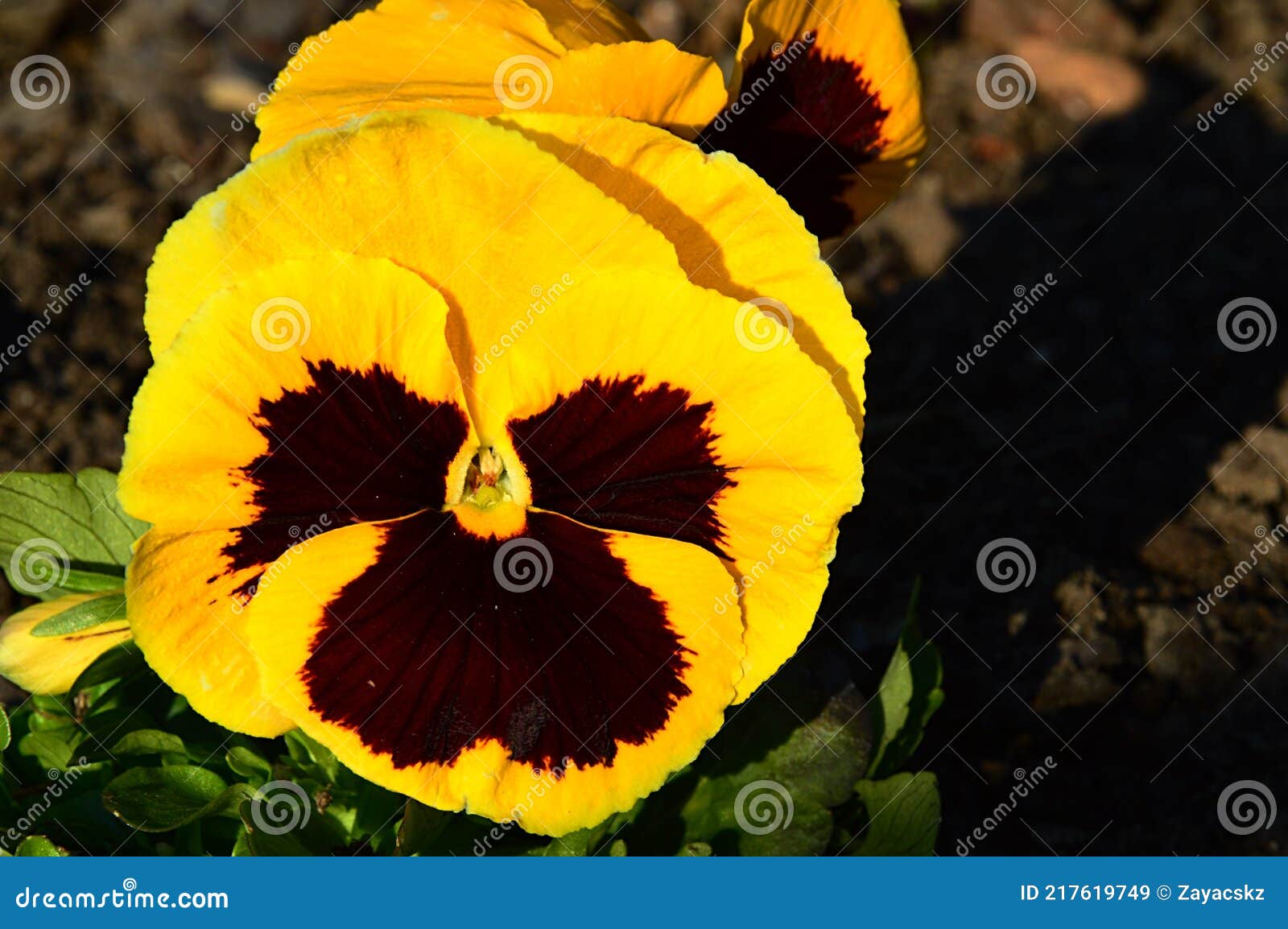 Viola De Nombre Latino Con Flor Bicolor Amarilla De Color Amarillo Flor De Color Púrpura a Marrón Segundo Pétalo Imagen de archivo - Imagen de hora, flor: 217619749 Viola De Nombre Latino Con Flor Bicolor Amarilla De Color Amarillo Flor De Color Púrpura a Marrón Segundo Pétalo Imagen de archivo - Imagen de hora, flor: 217619749