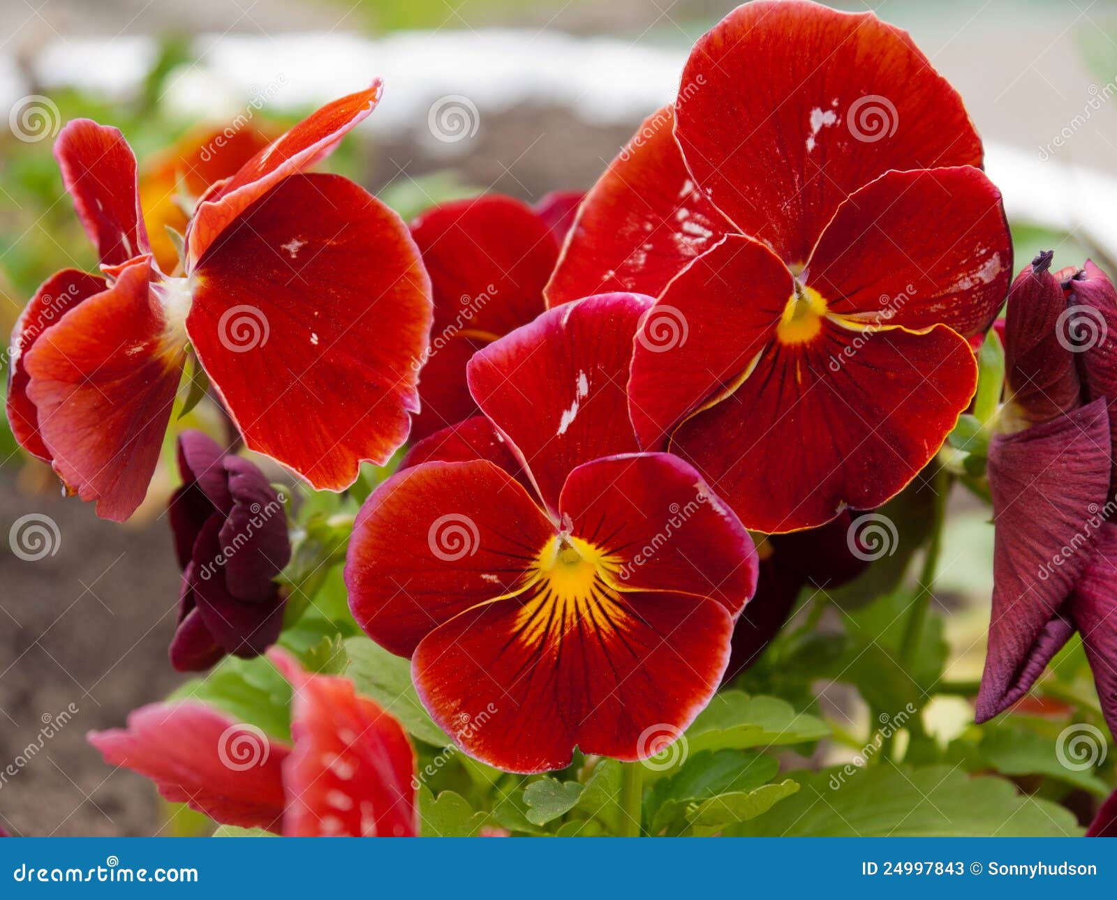 Viola Flower stock image. Image of nice, stalk, flower - 24997843