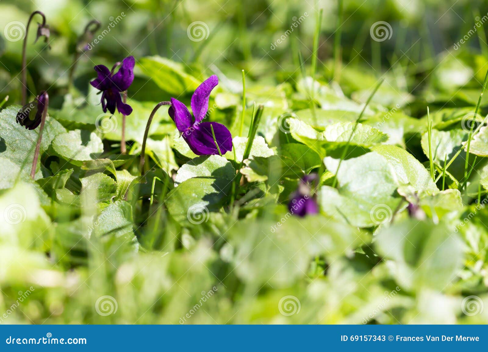 Viola Flower between the Grass Stock Image Image of common, floral