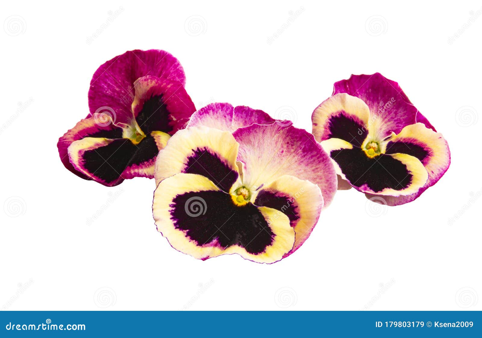 Viola flower isolated stock image. Image of violaceae 179803179