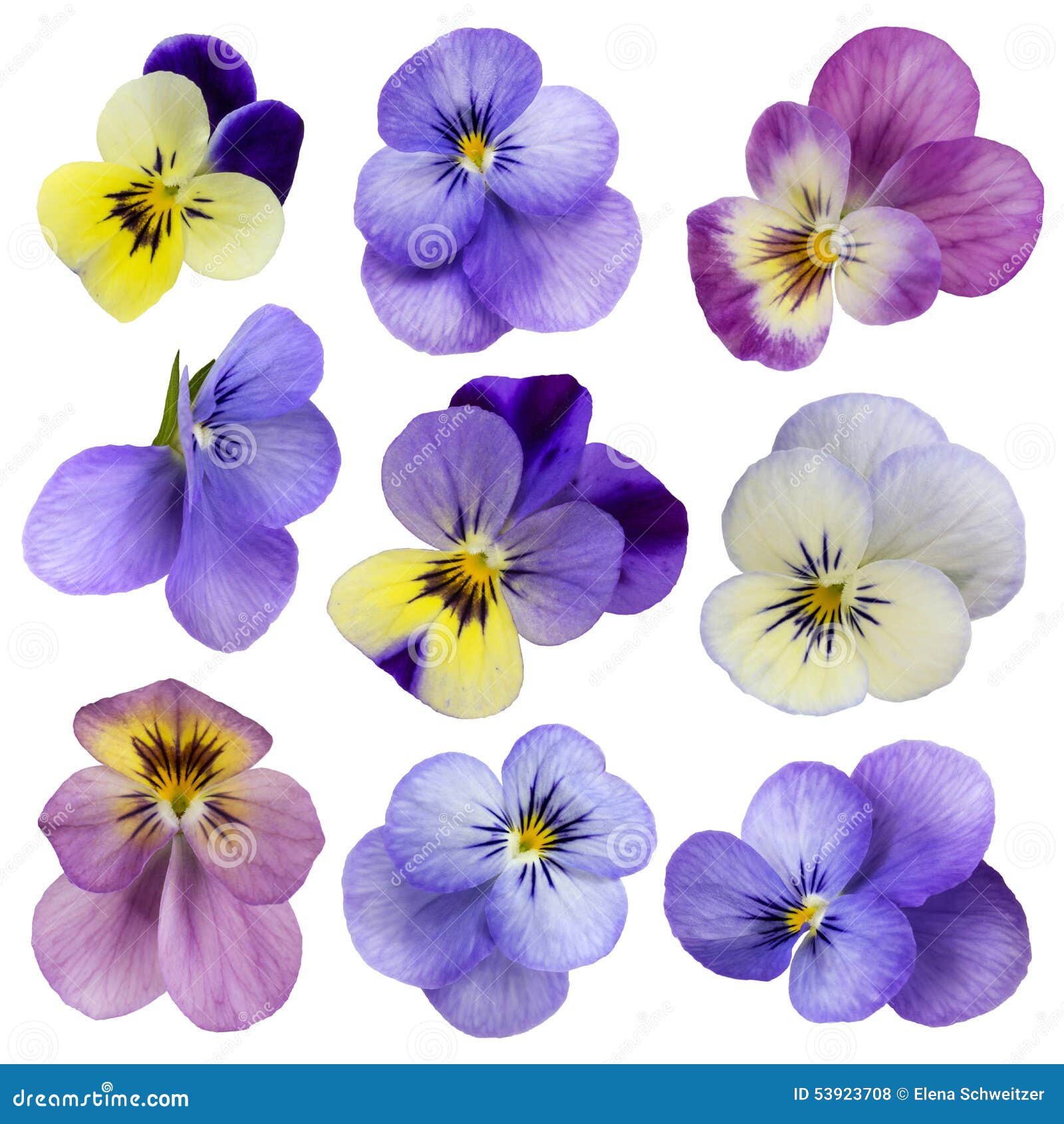 Viola flowers stock photo. Image of white, flower, lilac 53923708