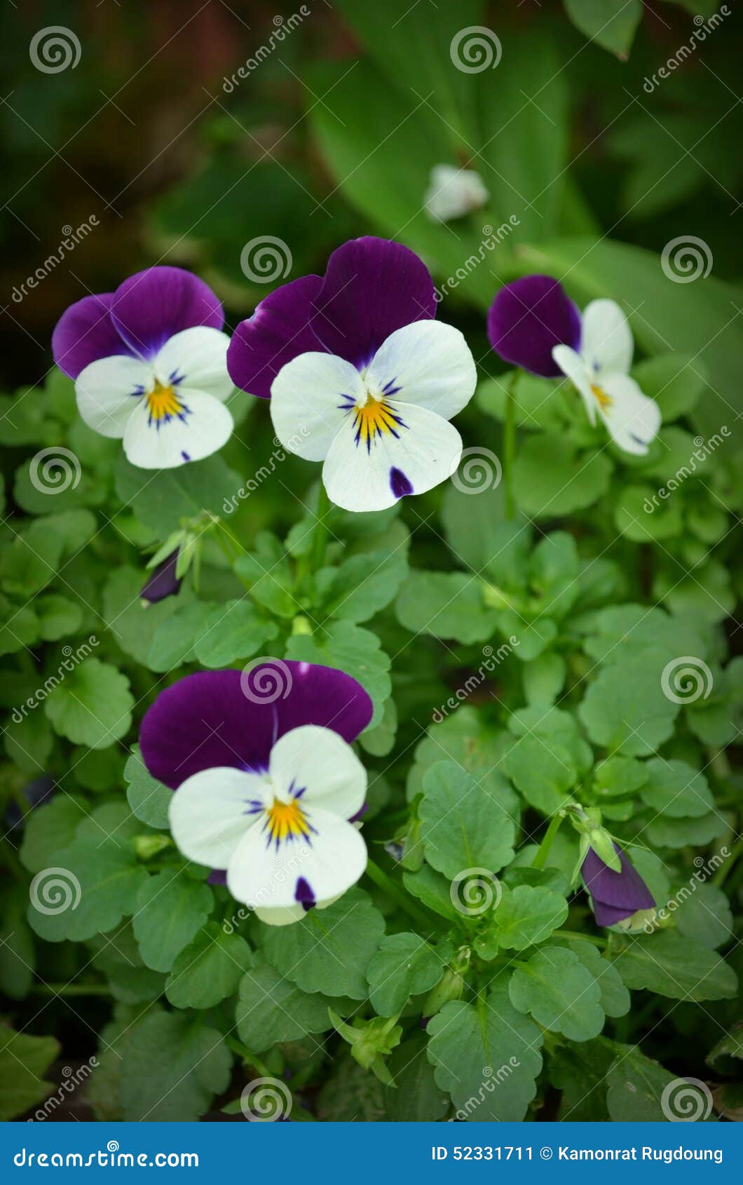 Viola stock image. Image of dream, blue, camomile, cyclamen 52331711