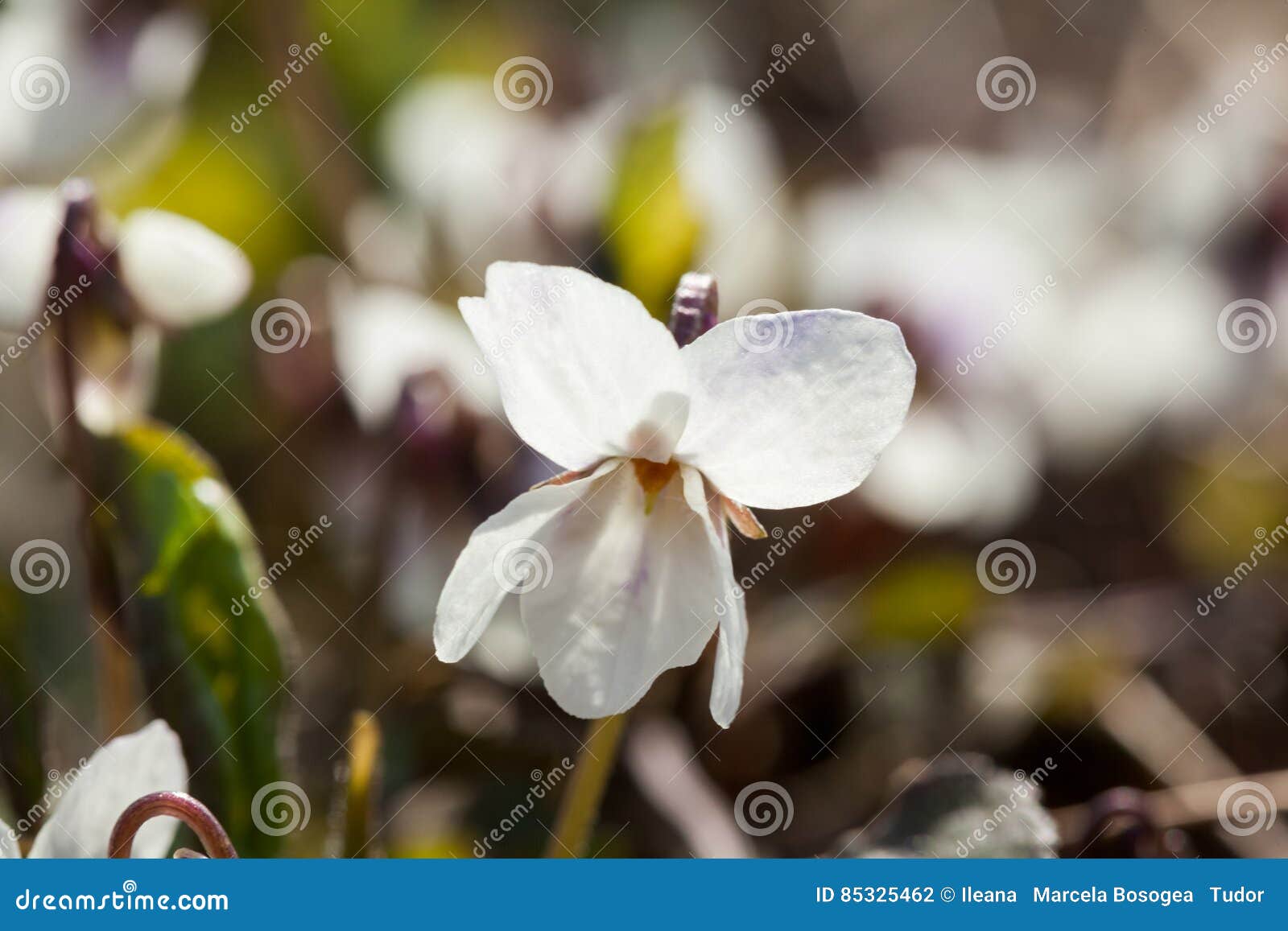 Viola Odorata Plant with Beautiful Spring Flowers Stock Photo Image