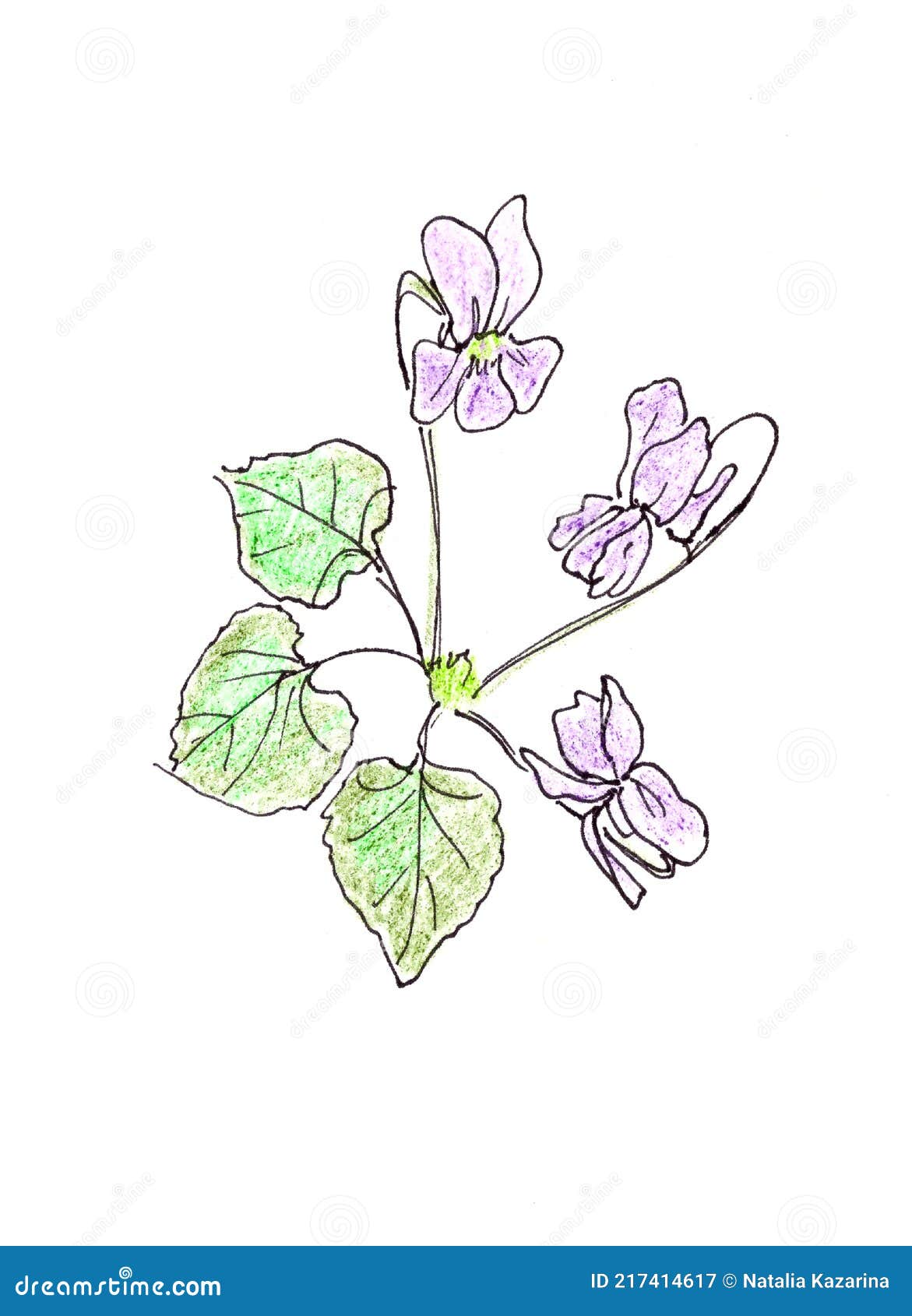 Viola Odorata. Violet Flower. Graphic Linear Drawing on a White ...