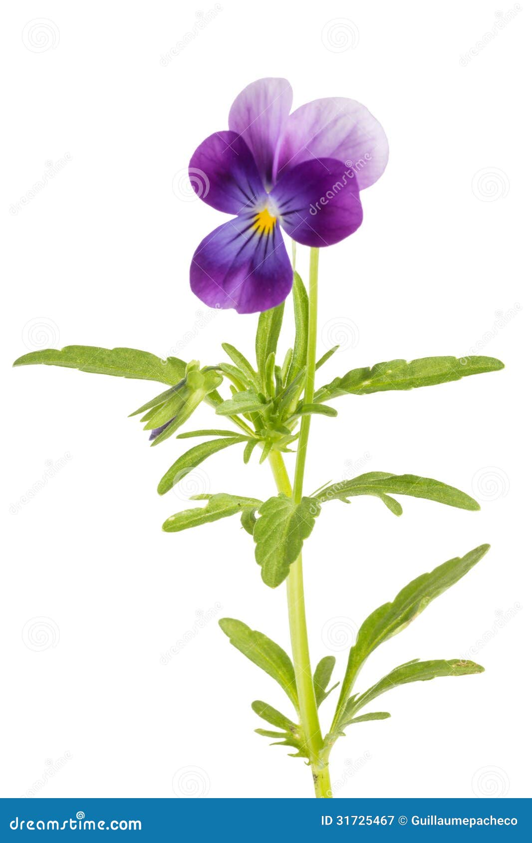 viola/pansy tricolor  on white background