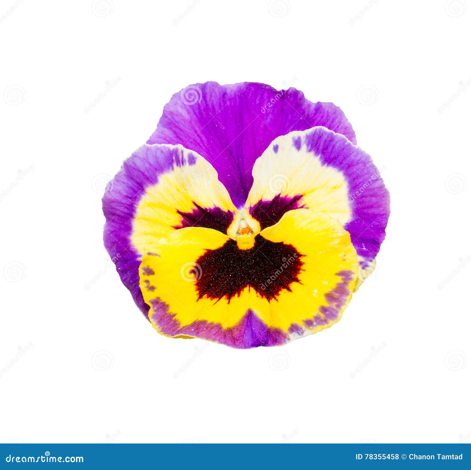 Viola Purple and Yellow Pansy Flower Isolated on White Background ...