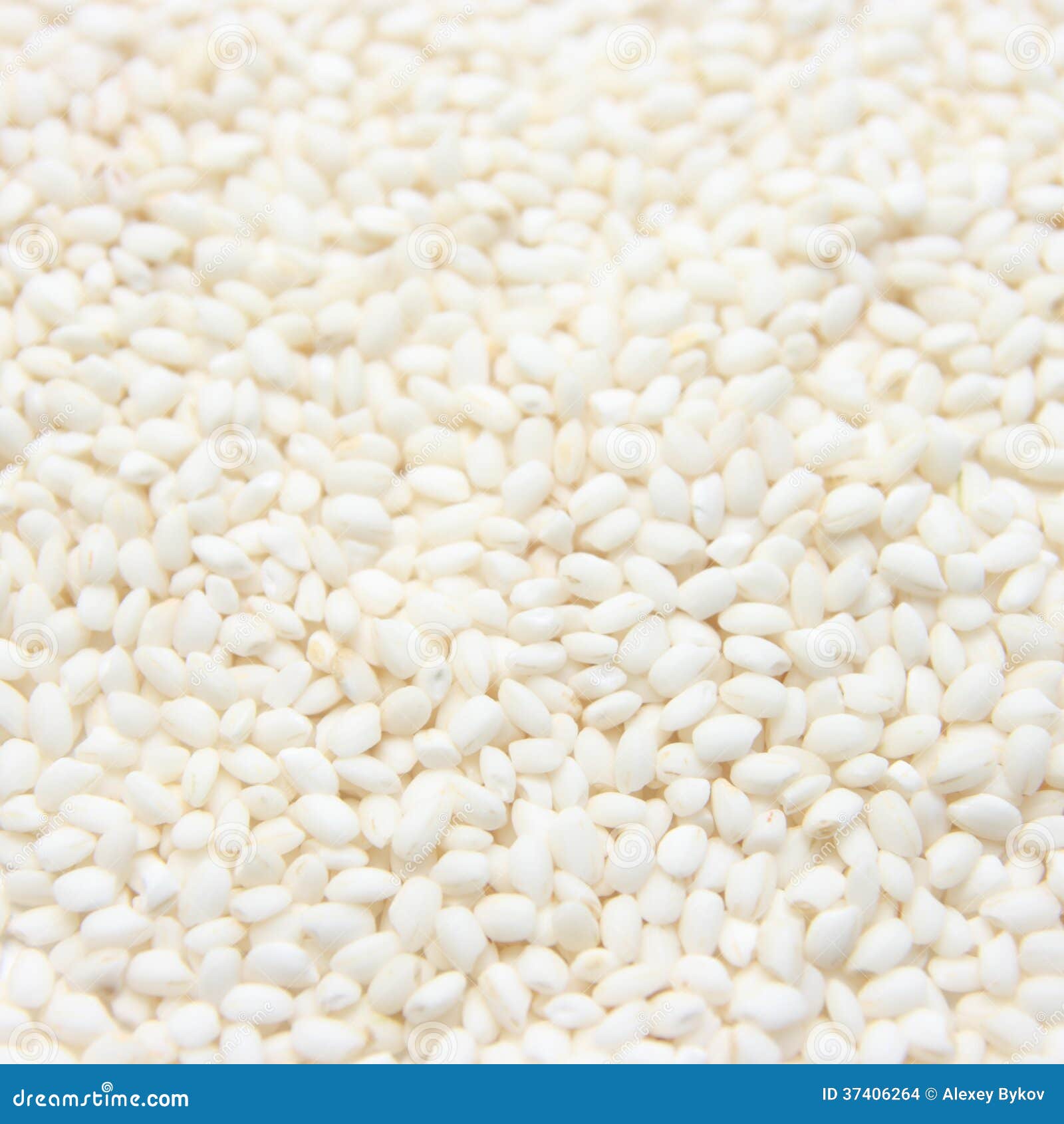 Viola Rice from Italy. Uncooked Raw White Rice Close-up. Stock Photo ...