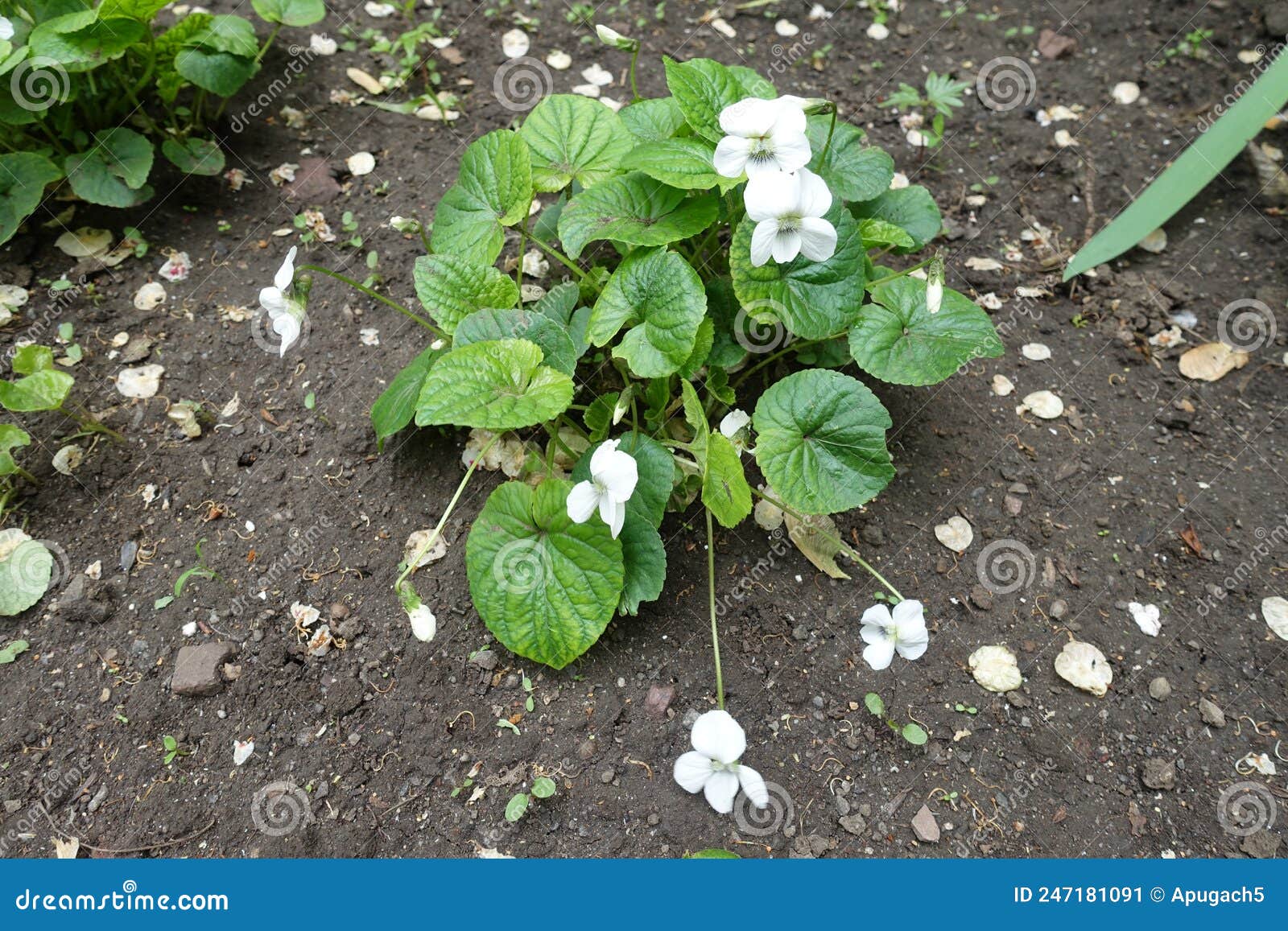 Viola Sororia Albiflora in Bloom in May Stock Image Image of greenery