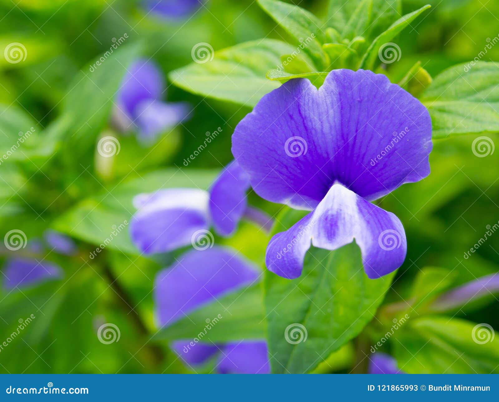 viola sororia, known commonly as the common blue violet, is a short-stemmed herbaceous perennial plant.