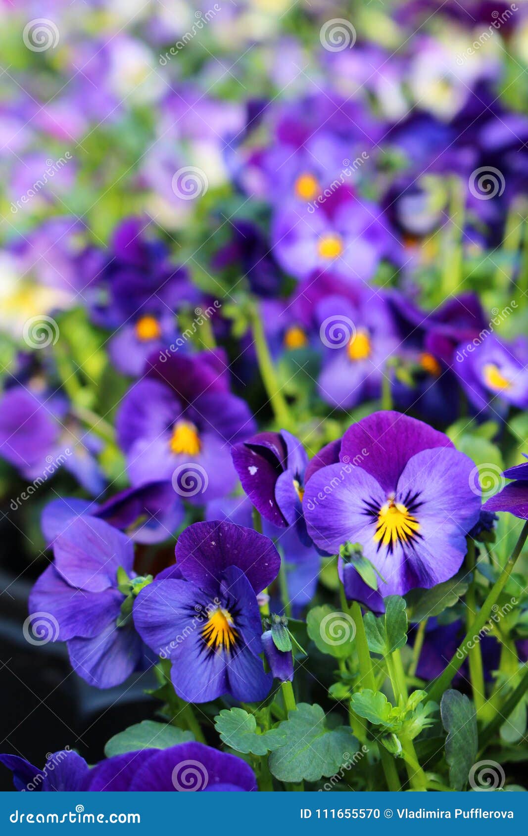 viola sp. - favourite garden flower at a floristÃÂ´s