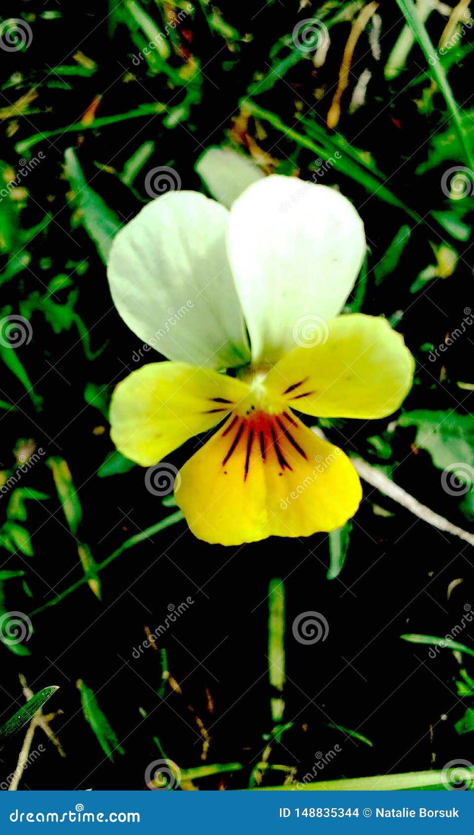 A viola tricolor blooming stock photo. Image of blooming - 148835344