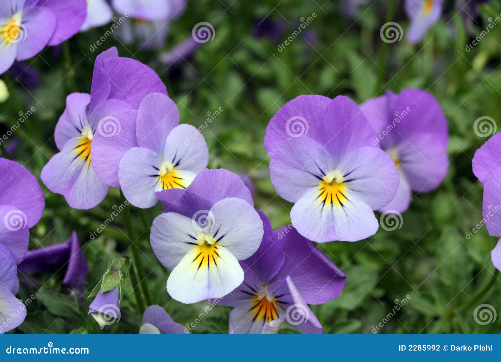 Viola tricolor cats stock photo. Image of blue, flowers 2285992