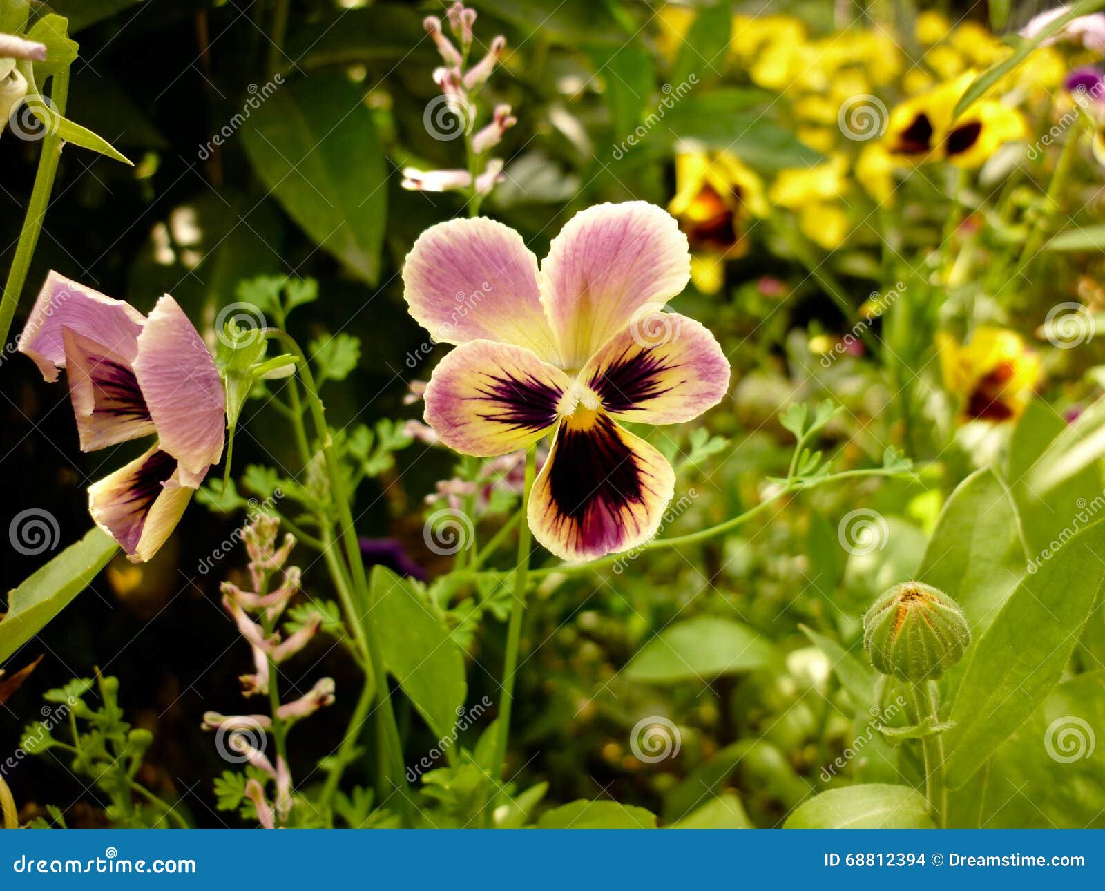 Viola Tricolor, Pansies Flower Stock Photo - Image of pansies ...