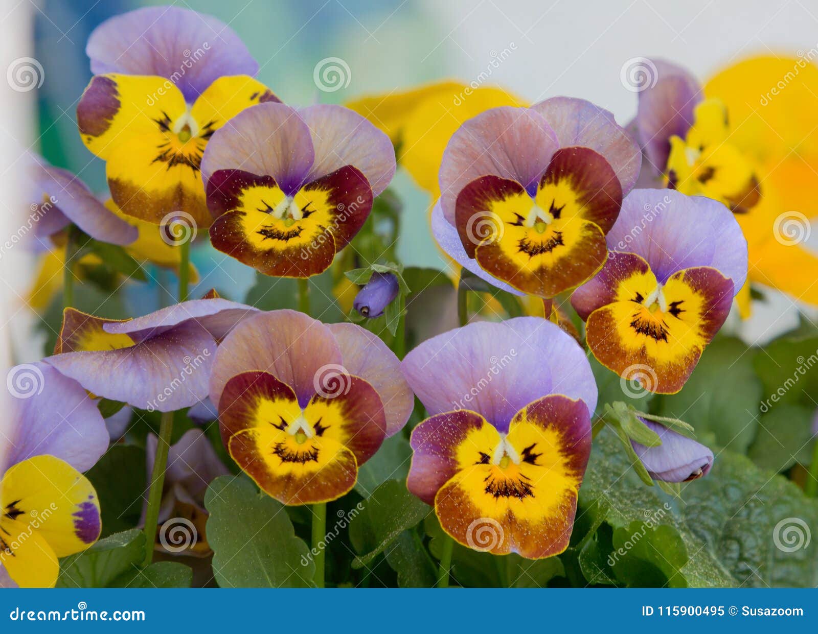 Violablüten Mit Lächelnden Gesichtern Stockbild - Bild Von Gesichter,  Zwerg: 115900495